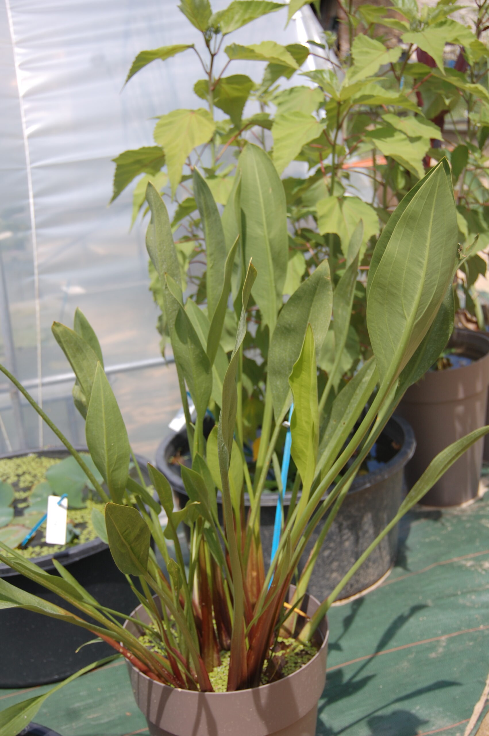 acheter Sagittaria Lancifolia Ruminoides for sale buy on line (20)