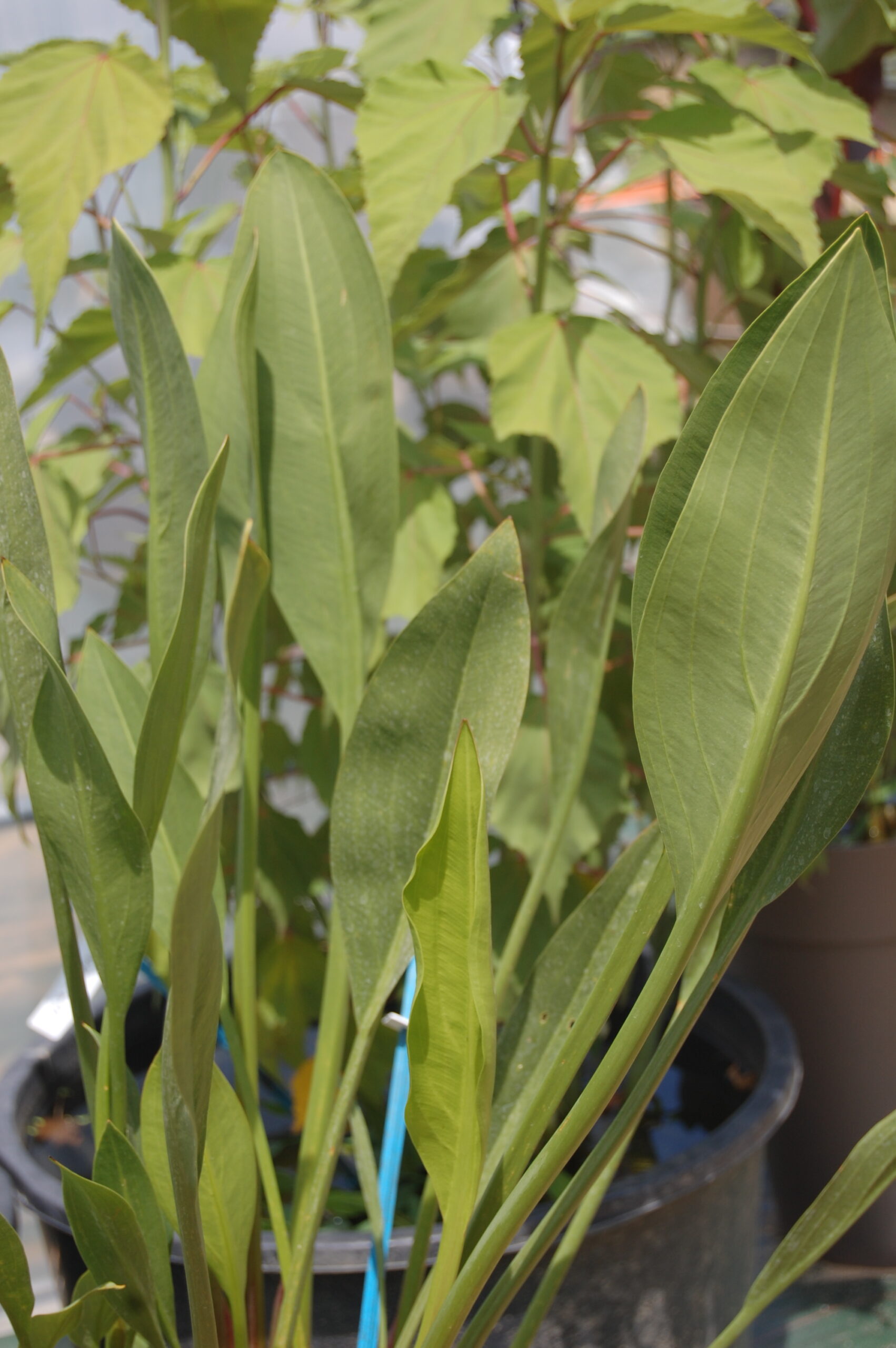 acheter Sagittaria Lancifolia Ruminoides for sale buy on line (22)
