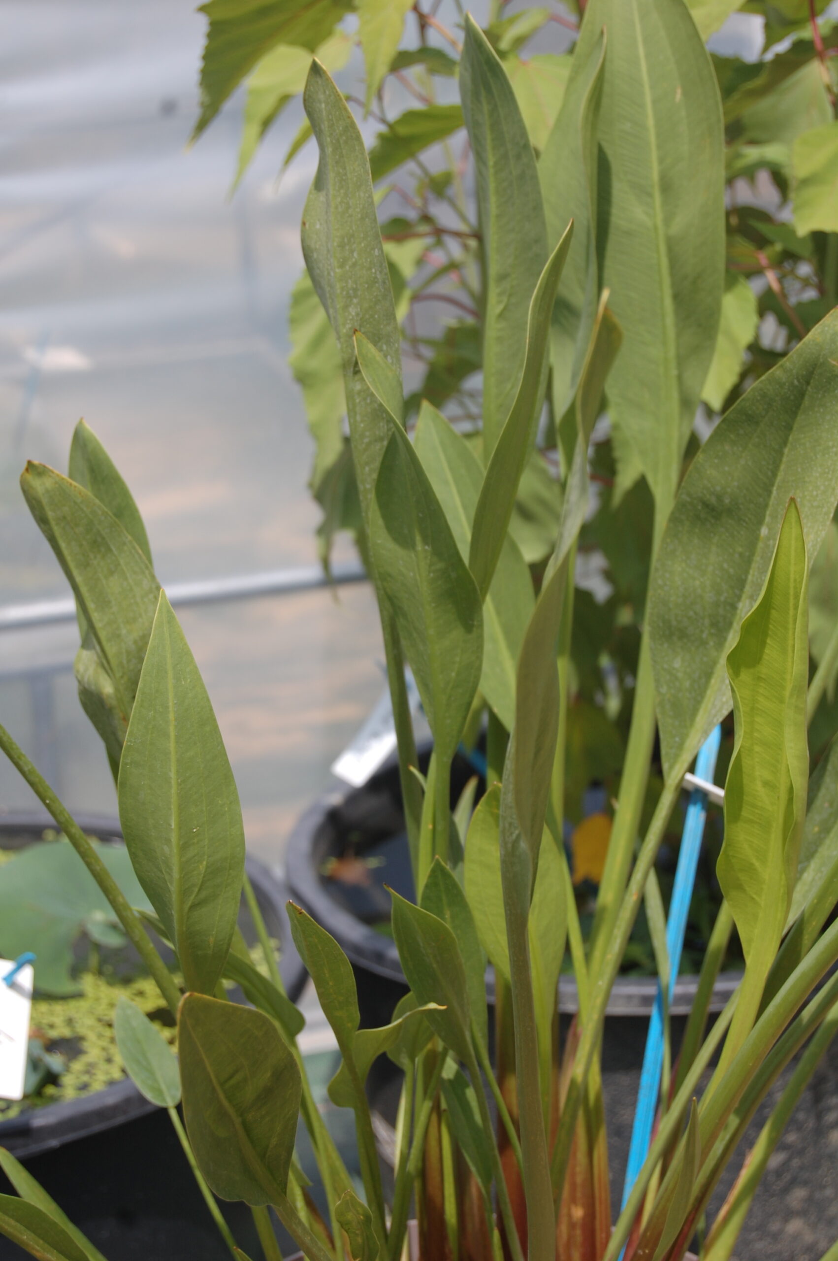 acheter Sagittaria Lancifolia Ruminoides for sale buy on line (25)