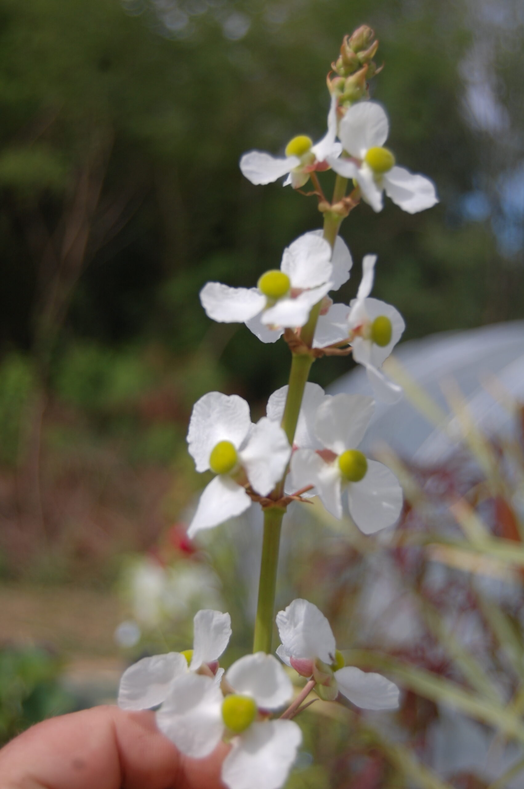 acheter Sagittaria Lancifolia Ruminoides for sale buy on line (3)