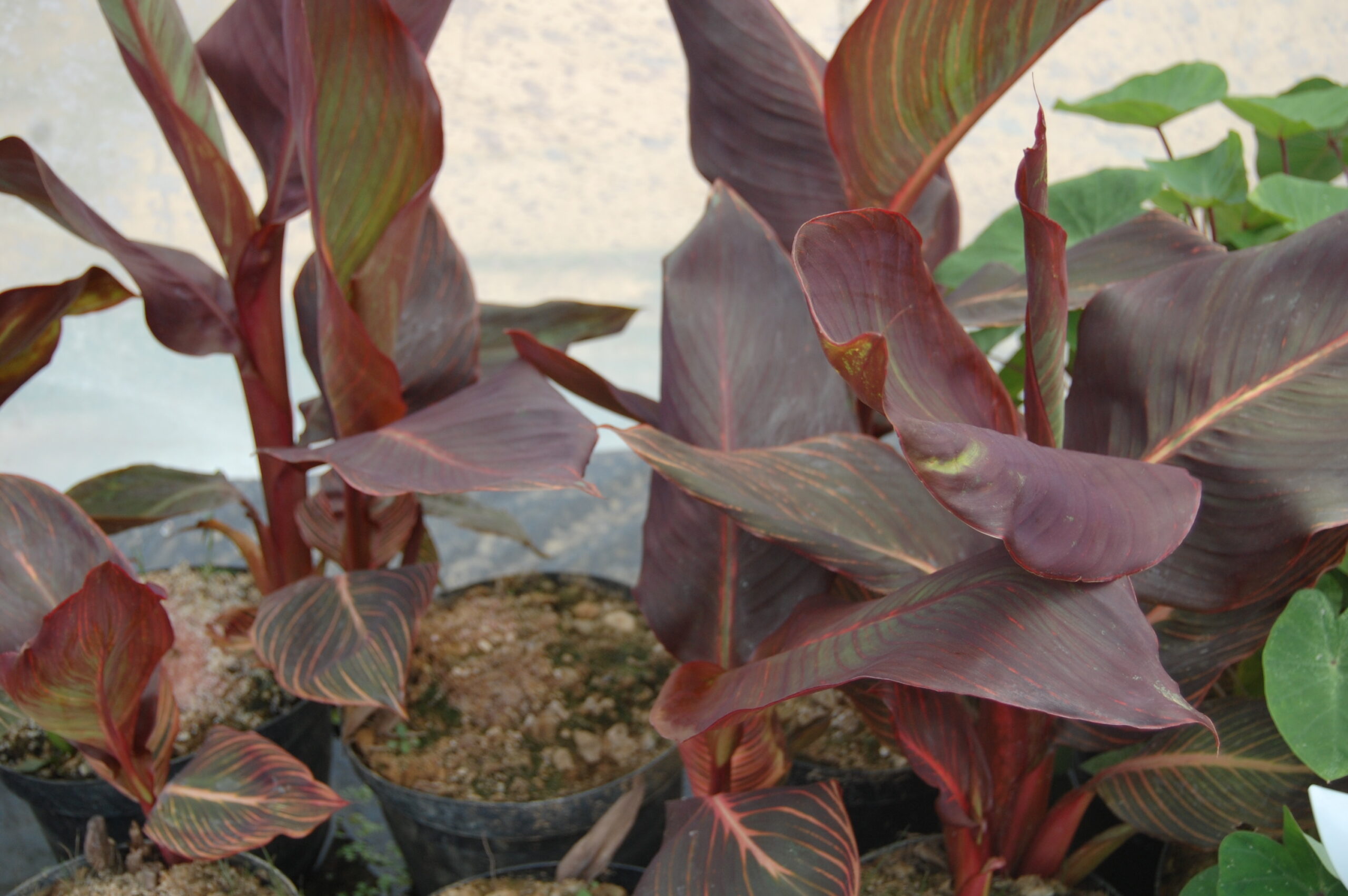 acheter canna bronze for sale buy on line (1)