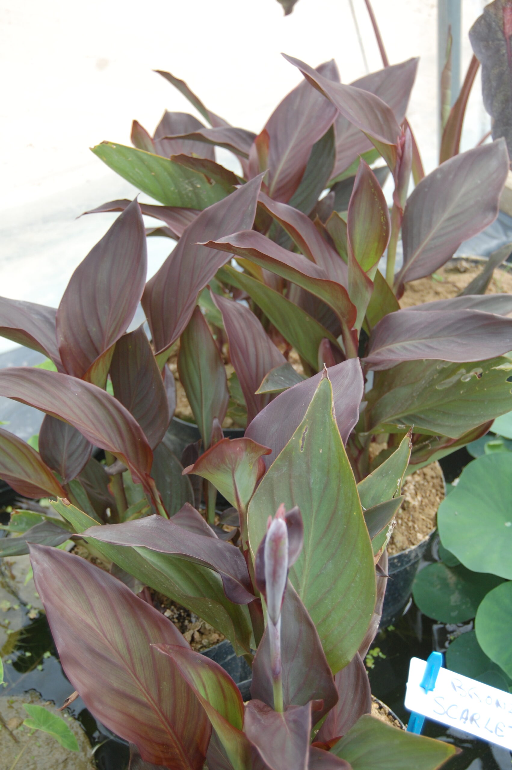 acheter canna bronze for sale buy on line (14)