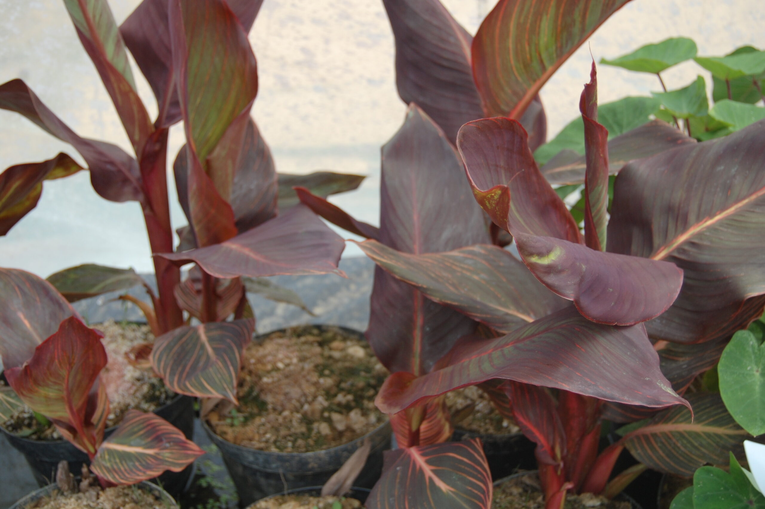 acheter canna bronze for sale buy on line (17)
