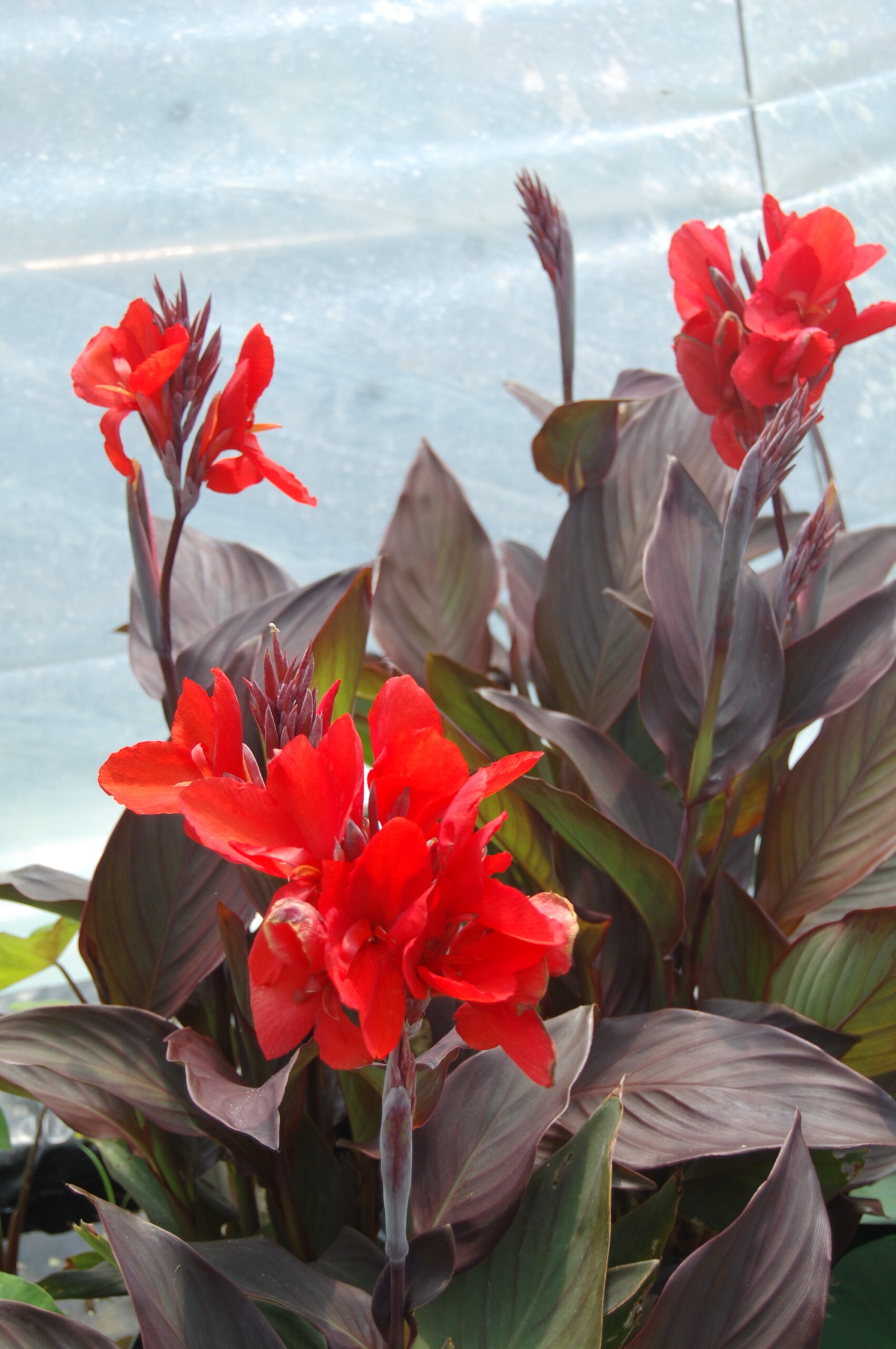 acheter canna bronze for sale buy on line (2)