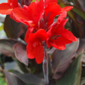 acheter canna bronze for sale buy on line (6)
