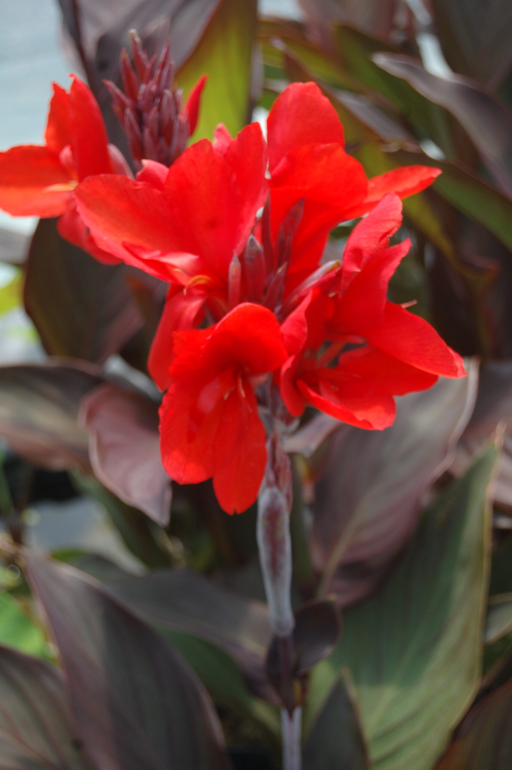 acheter canna bronze for sale buy on line (6)