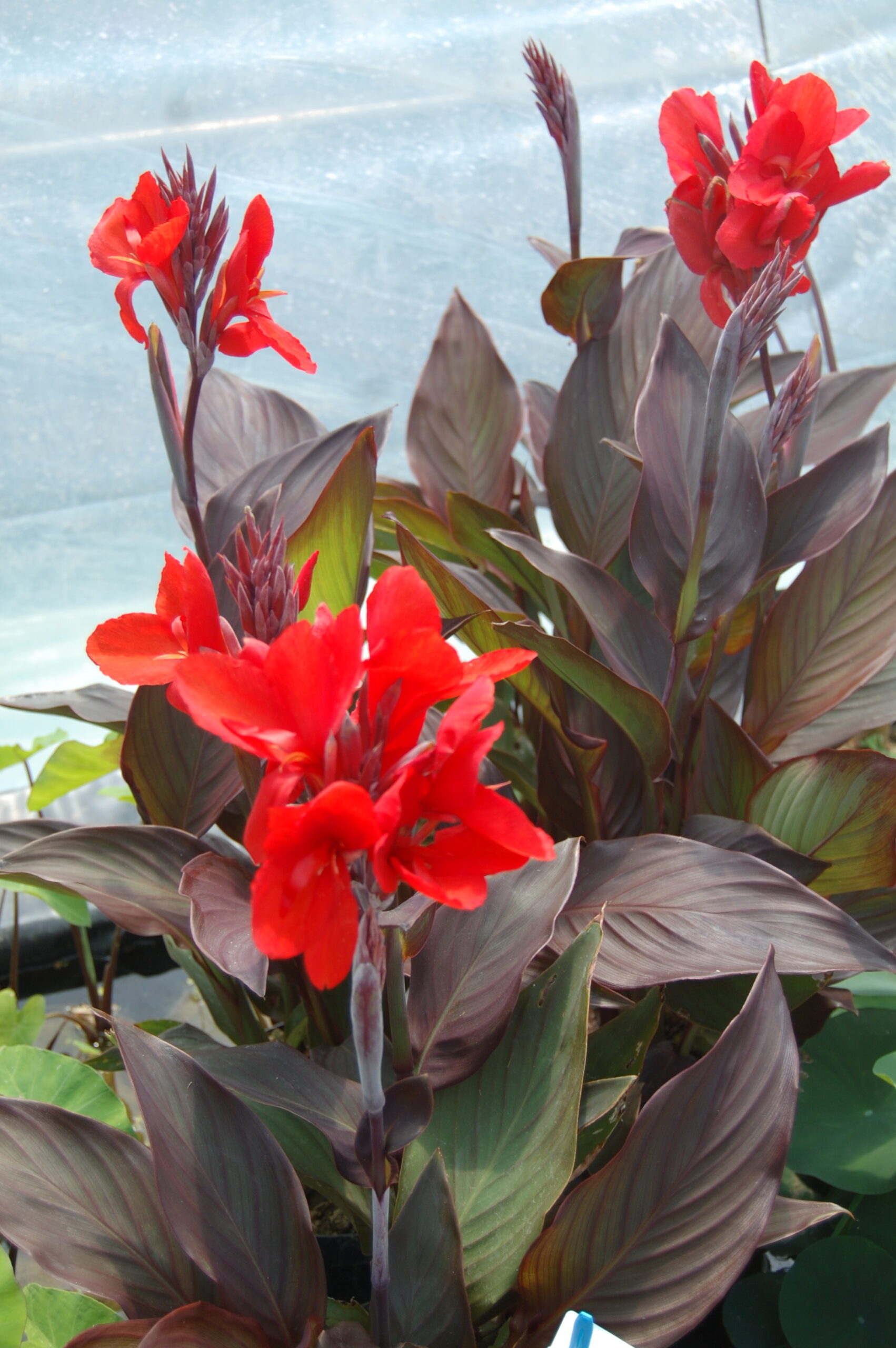 acheter canna bronze for sale buy on line (8)