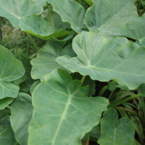 acheter leucocasia gigantea for sale buy on line (1)