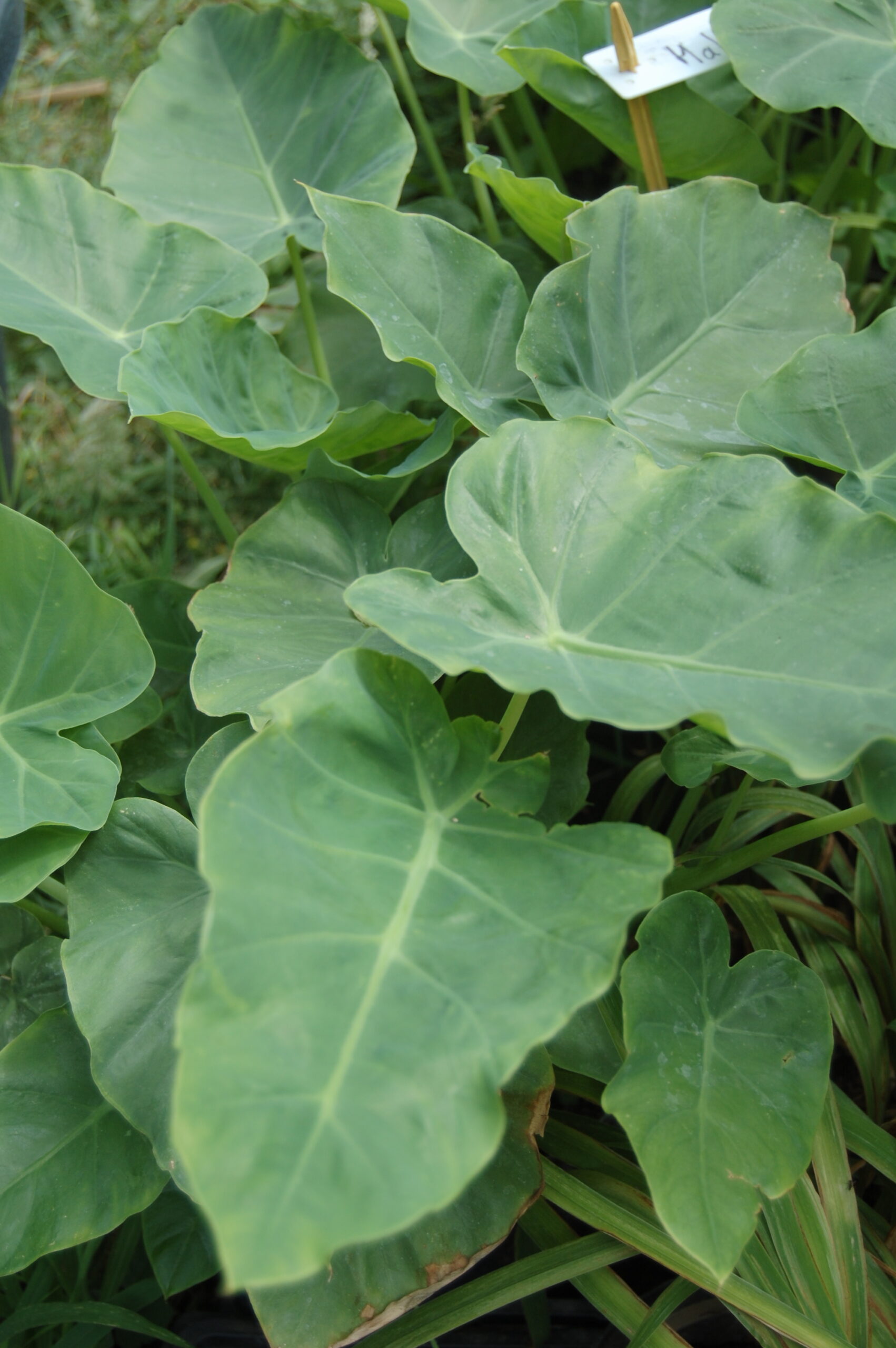 acheter leucocasia gigantea for sale buy on line (1)