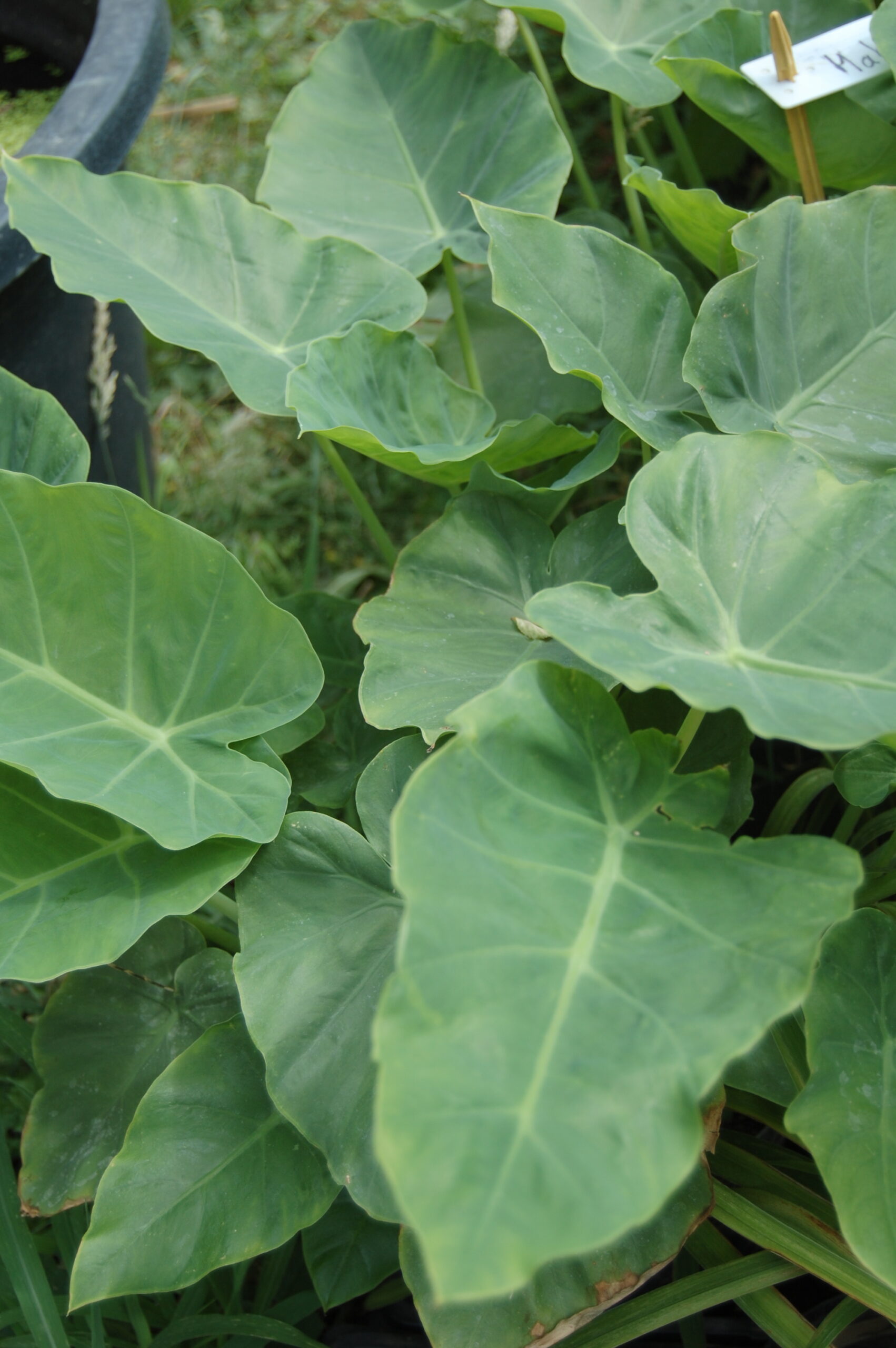 acheter leucocasia gigantea for sale buy on line (17)