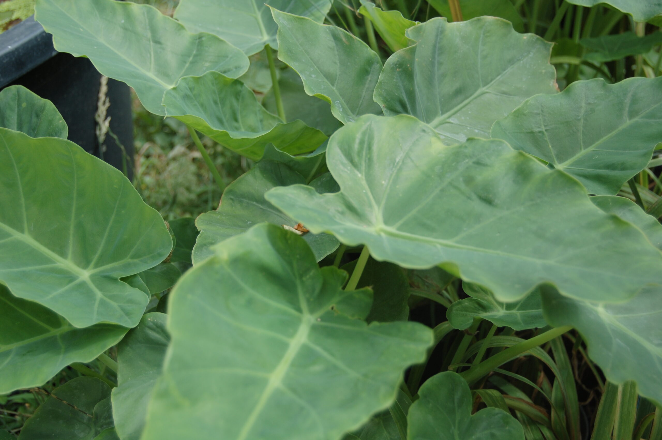 acheter leucocasia gigantea for sale buy on line (2)