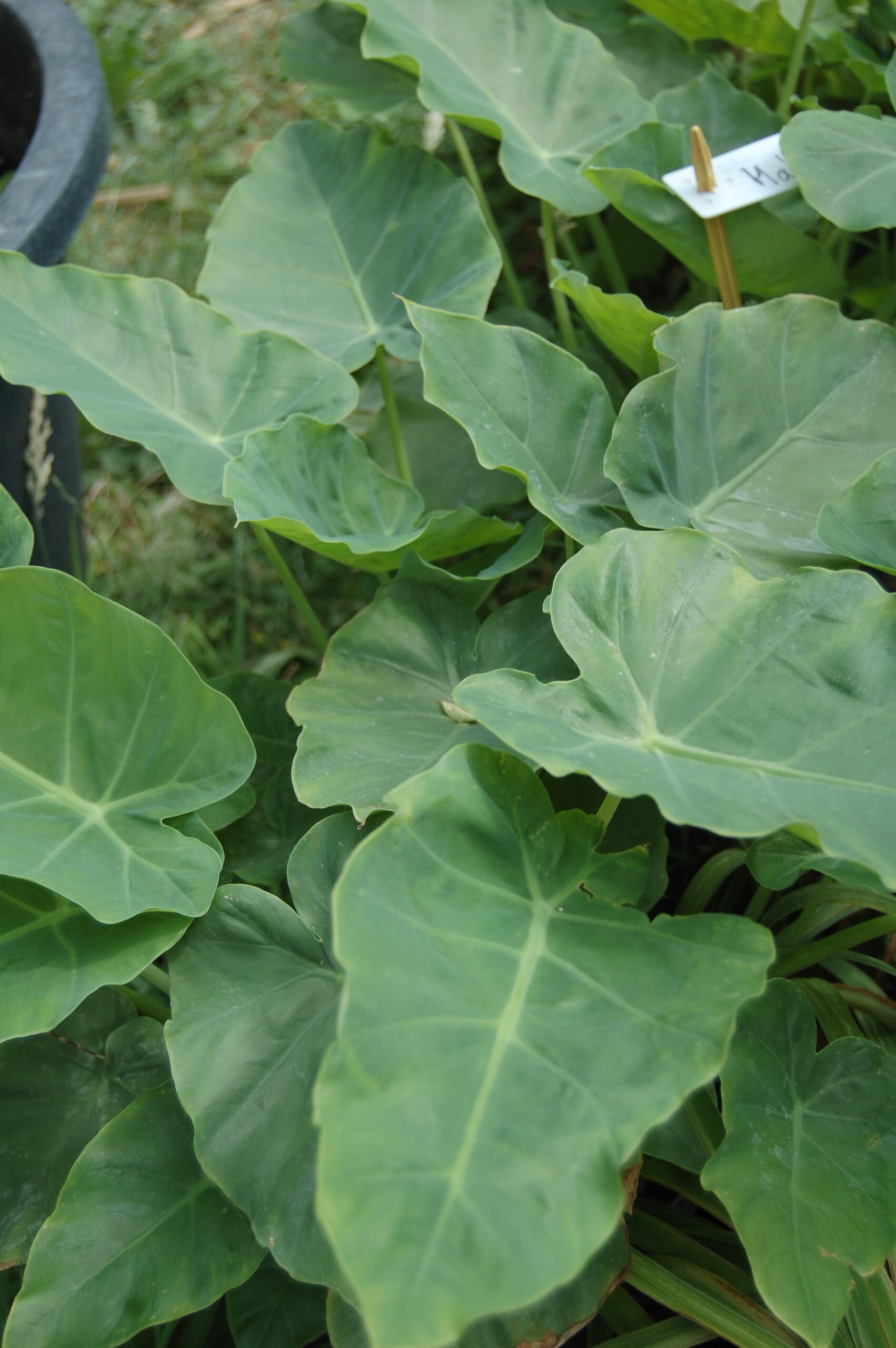 acheter leucocasia gigantea for sale buy on line (6)