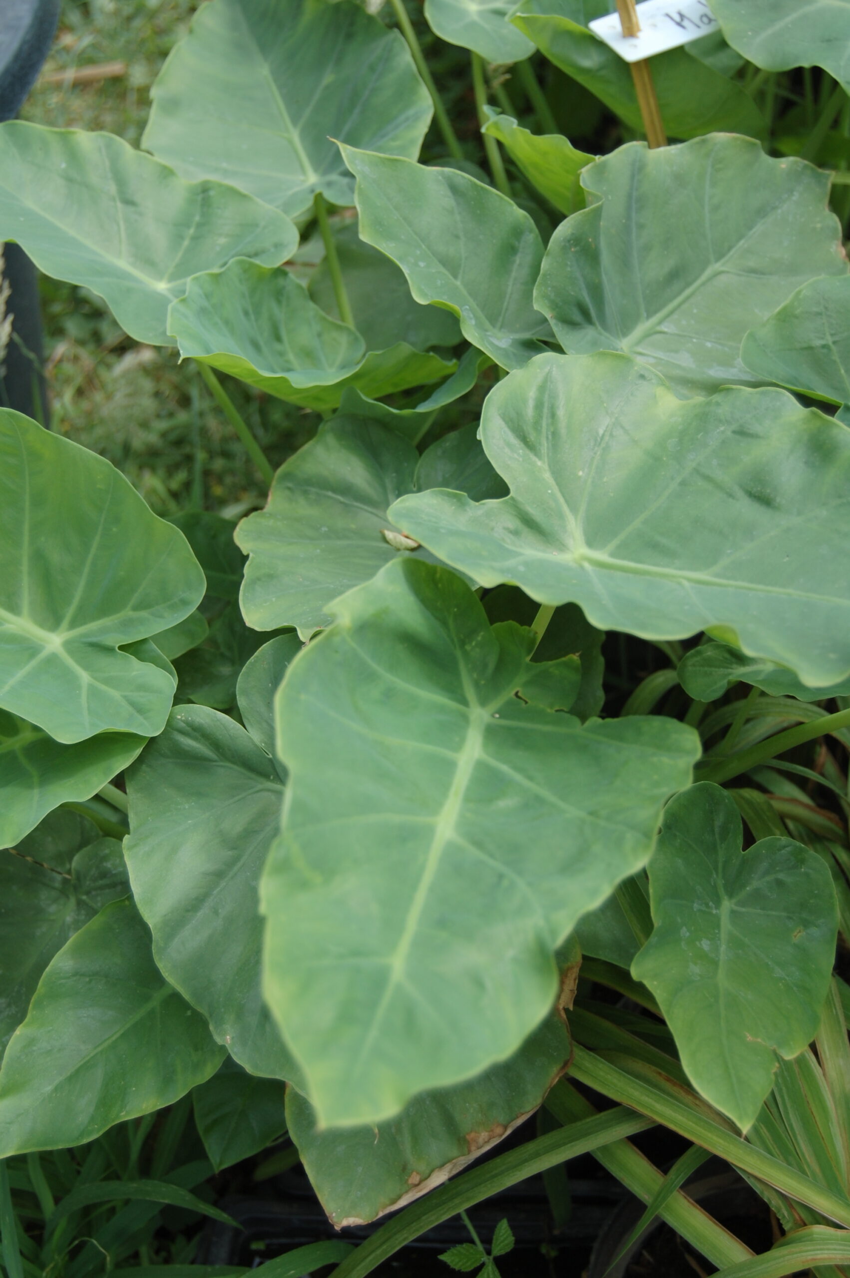acheter leucocasia gigantea for sale buy on line (8)