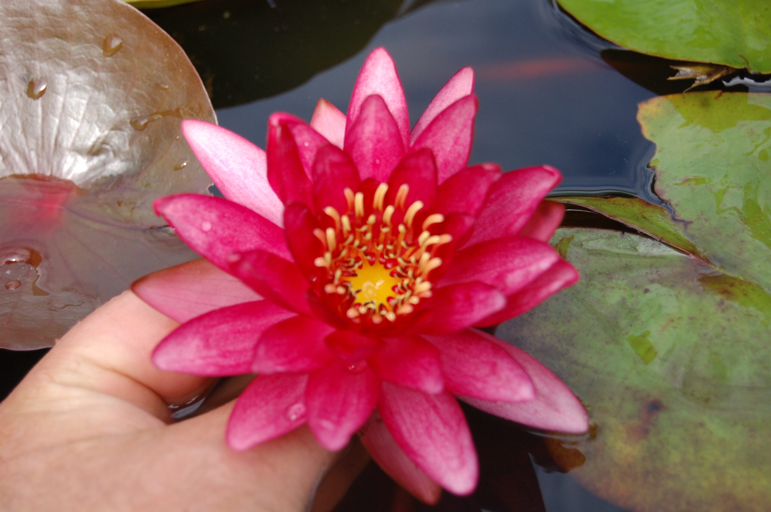 acheter nymphaea Aaiko for sale buy on line (1)