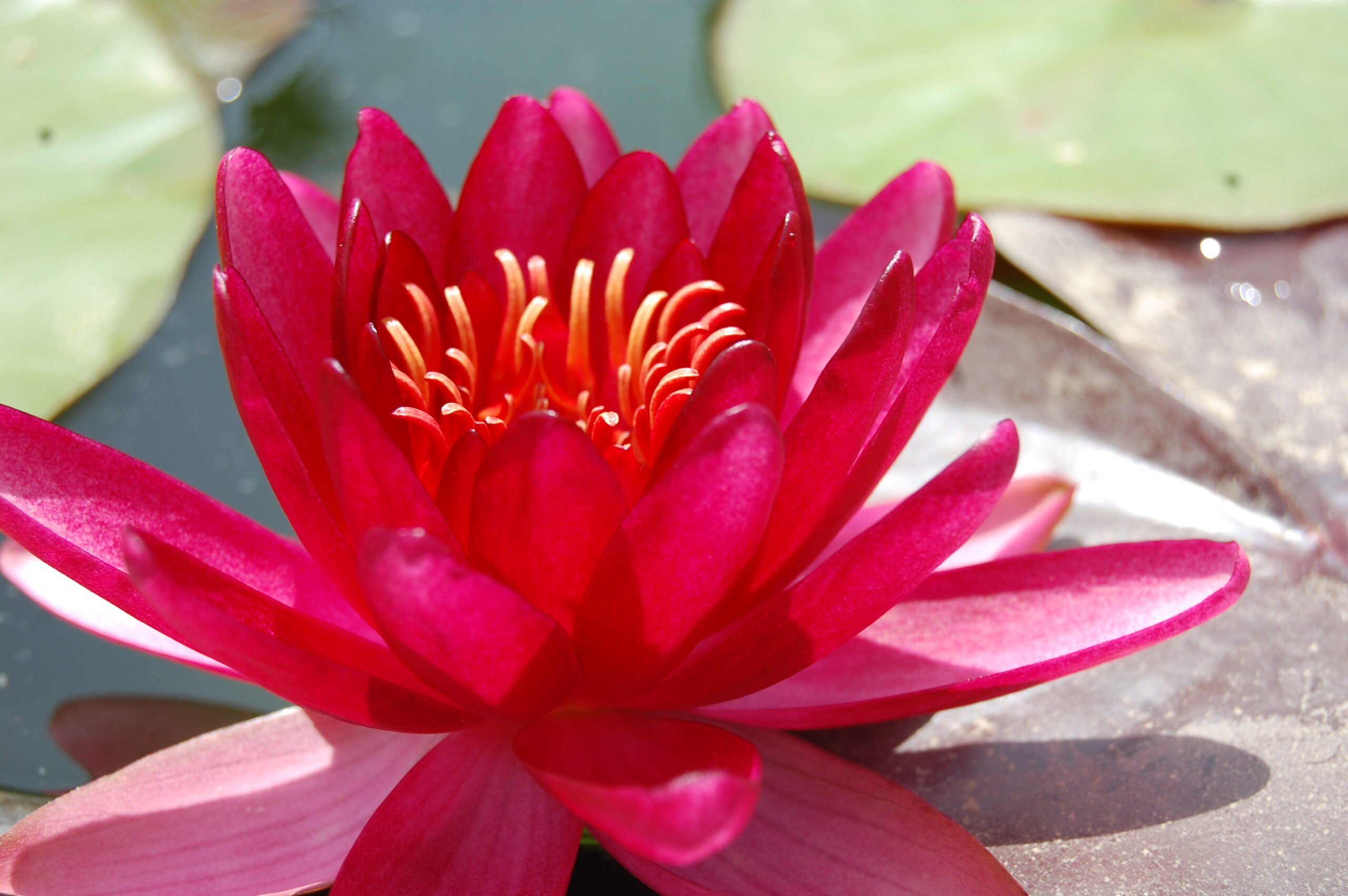 acheter nymphaea Aaiko for sale buy on line (10)
