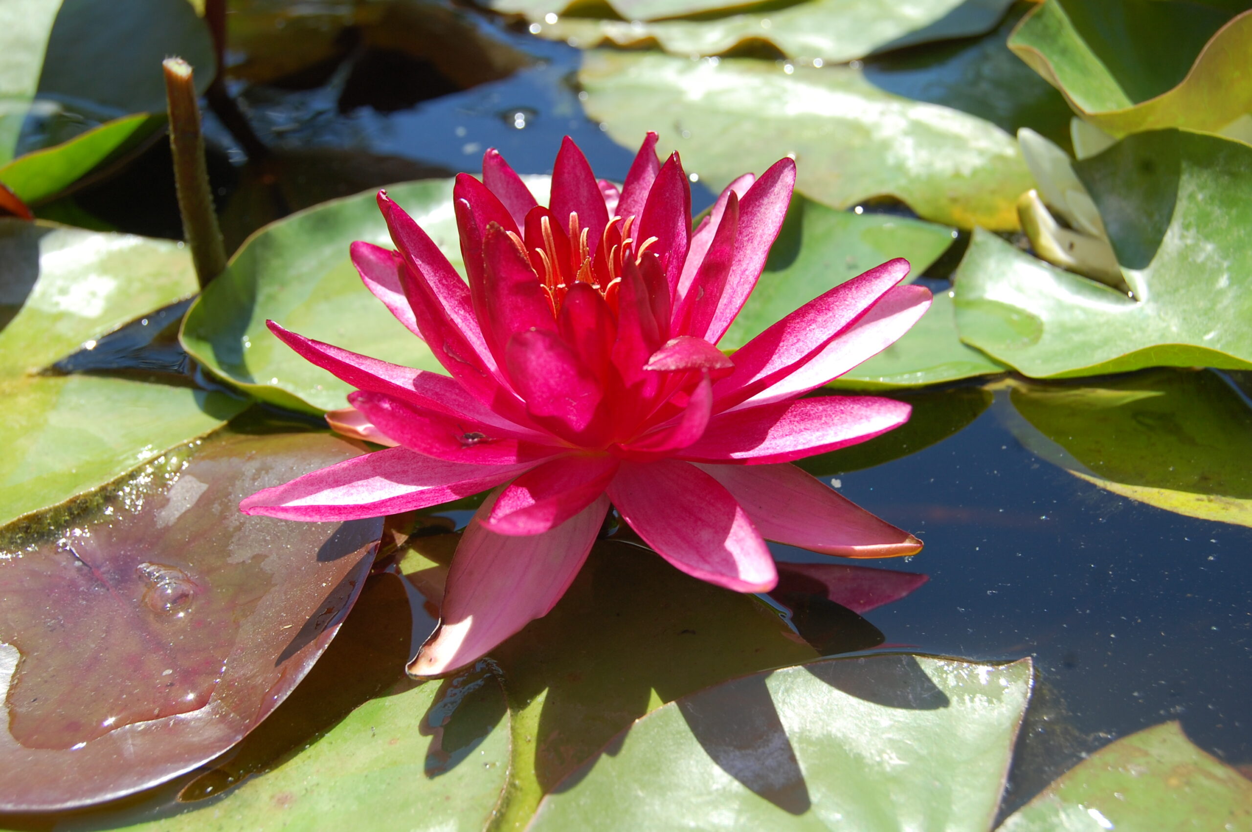 acheter nymphaea Aaiko for sale buy on line (12)