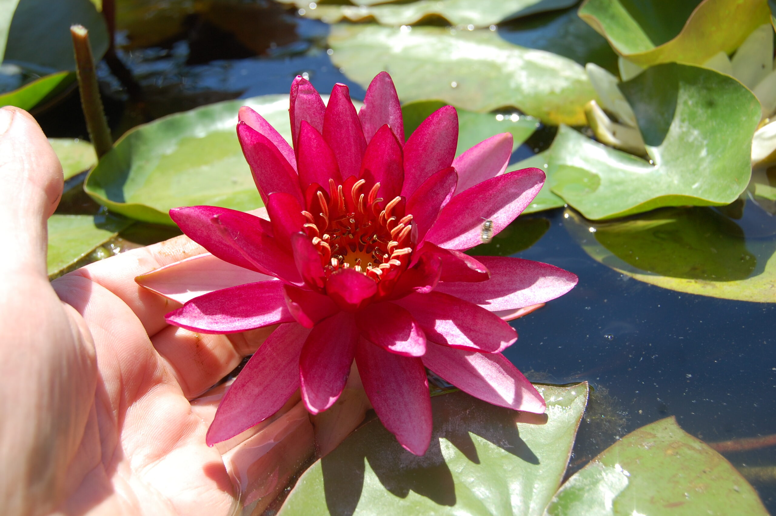 acheter nymphaea Aaiko for sale buy on line (13)