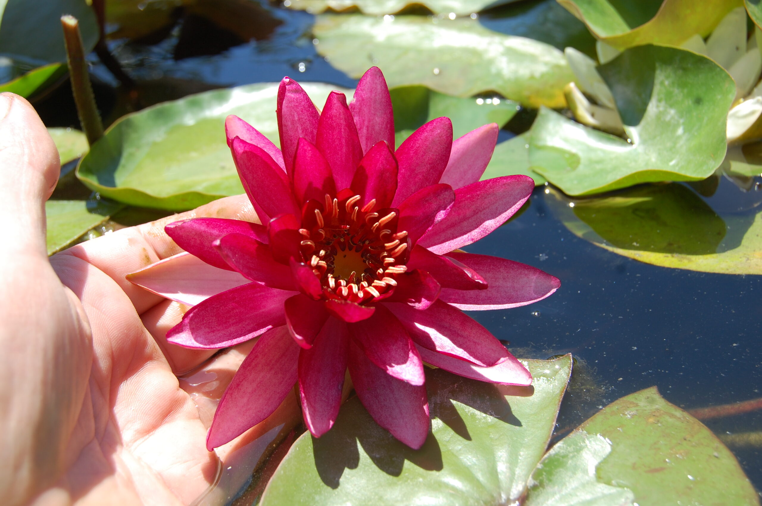 acheter nymphaea Aaiko for sale buy on line (14)