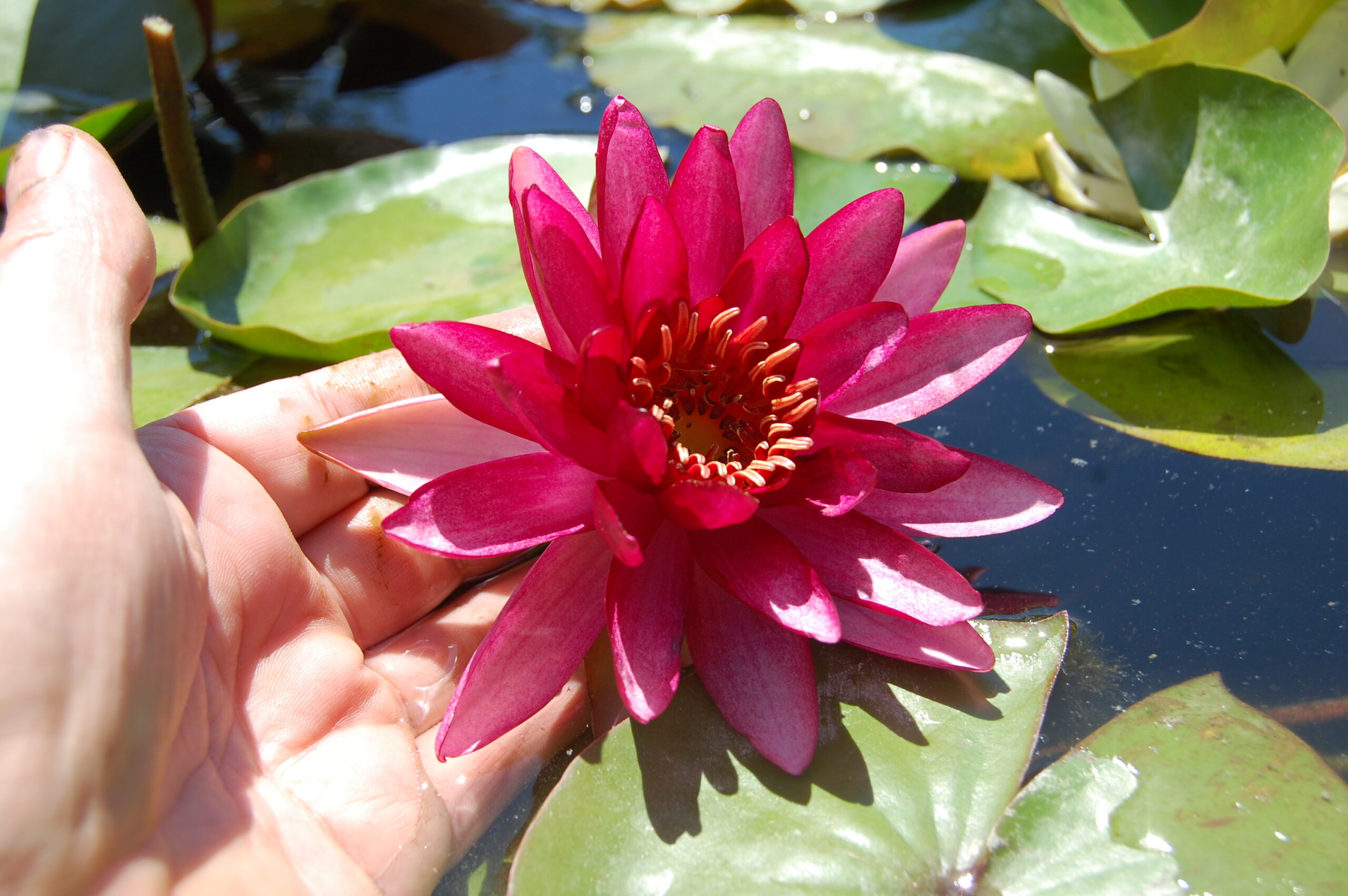 acheter nymphaea Aaiko for sale buy on line (15)
