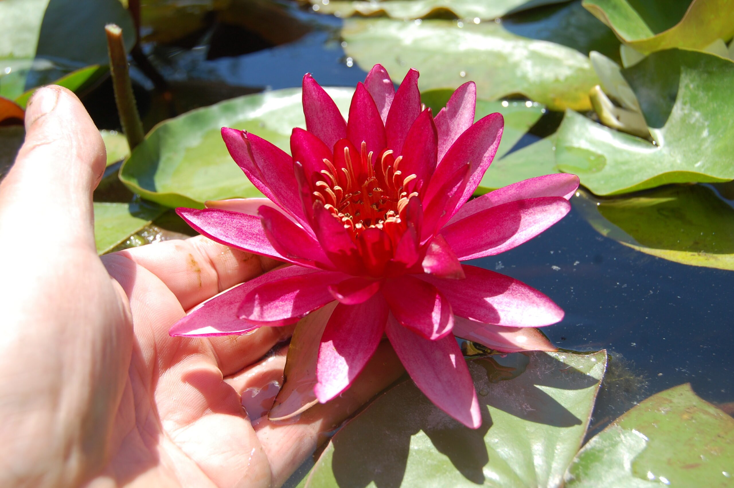 acheter nymphaea Aaiko for sale buy on line (16)