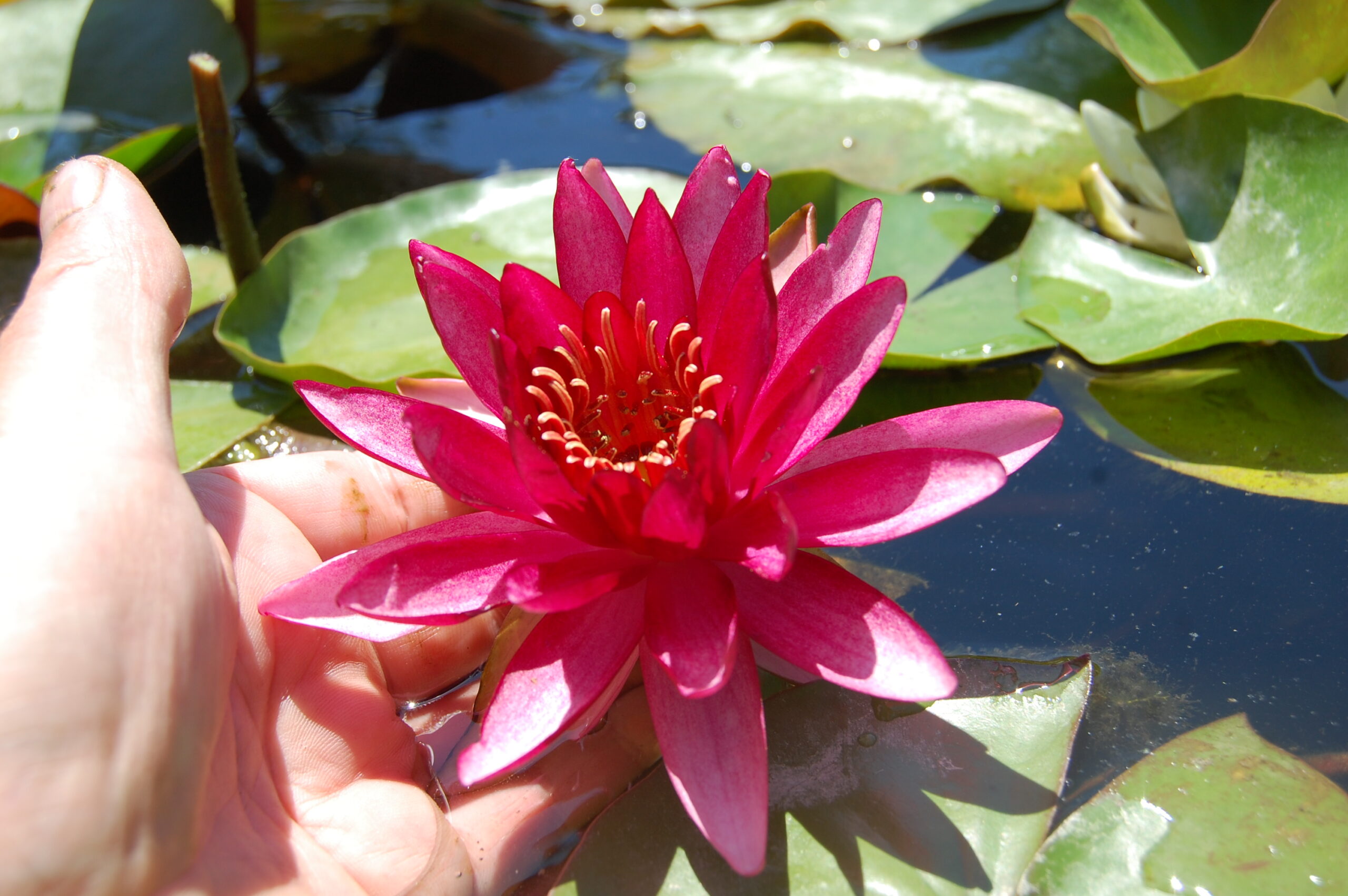 acheter nymphaea Aaiko for sale buy on line (17)