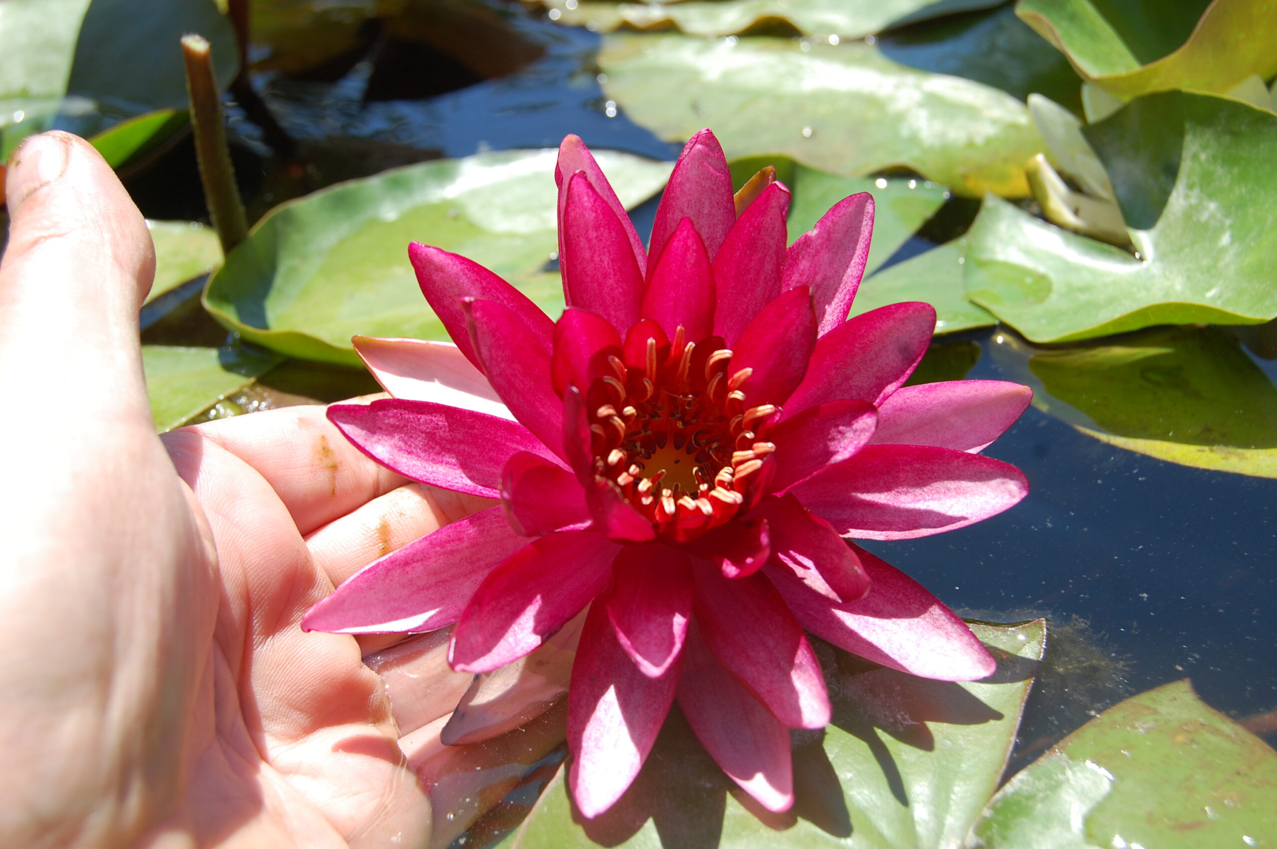 acheter nymphaea Aaiko for sale buy on line (18)