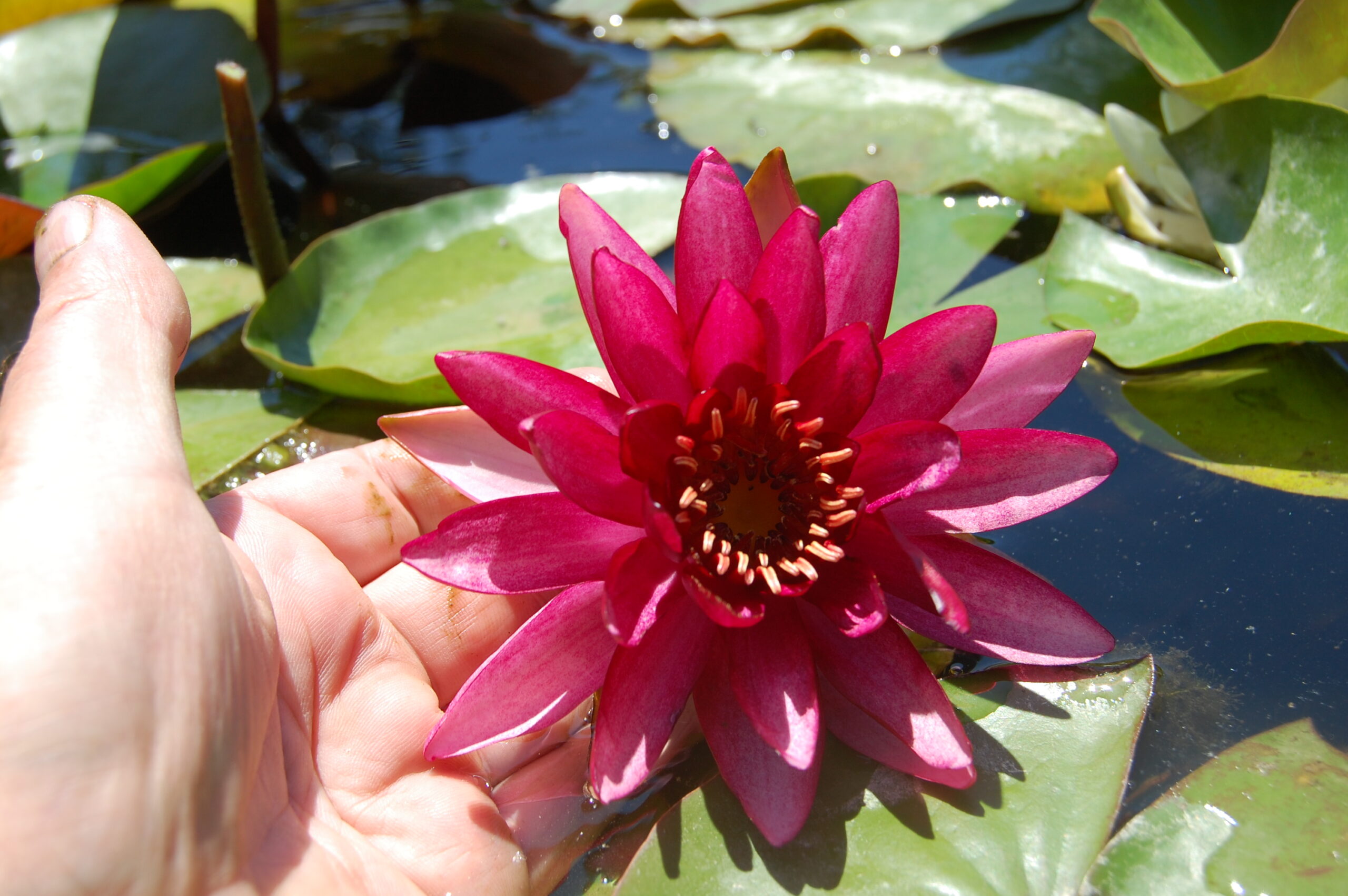 acheter nymphaea Aaiko for sale buy on line (19)