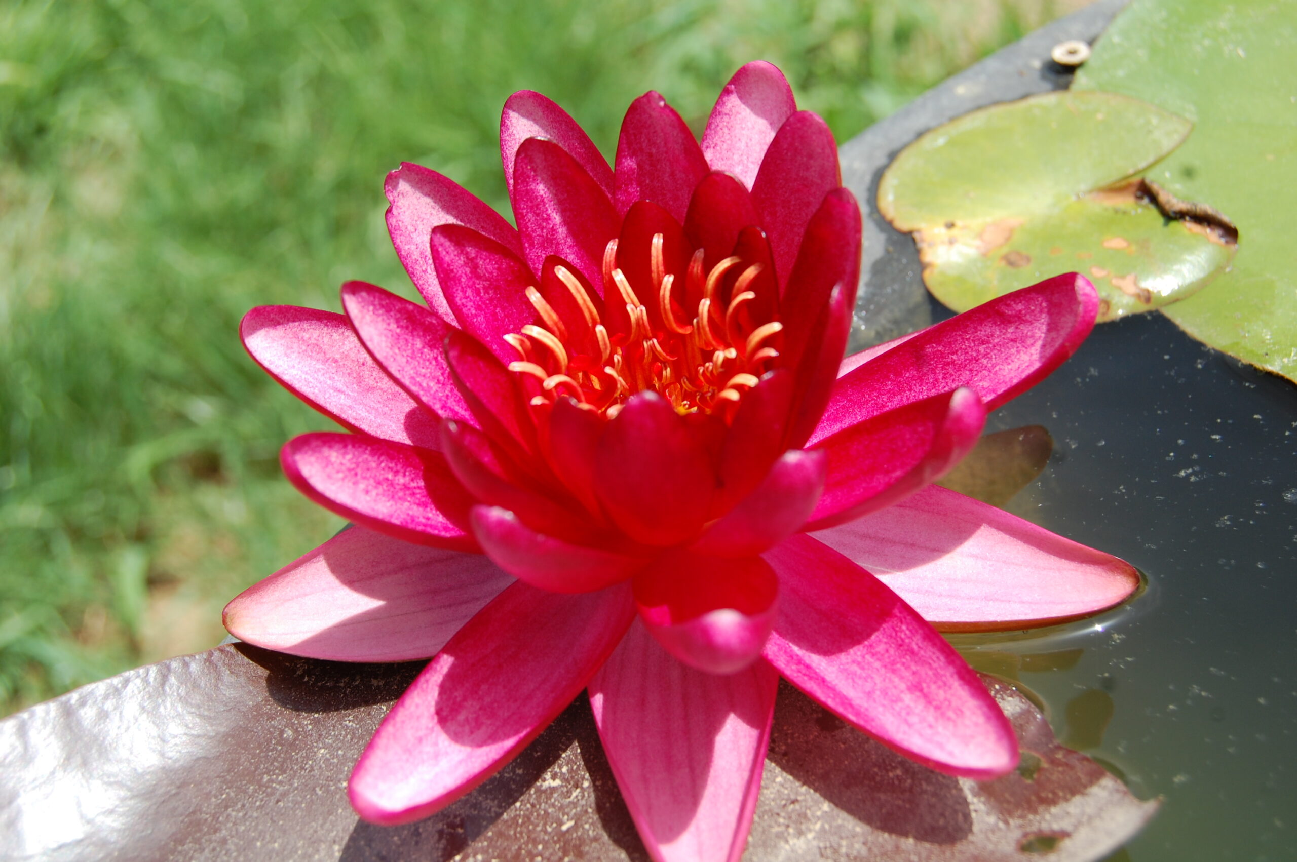 acheter nymphaea Aaiko for sale buy on line (2)
