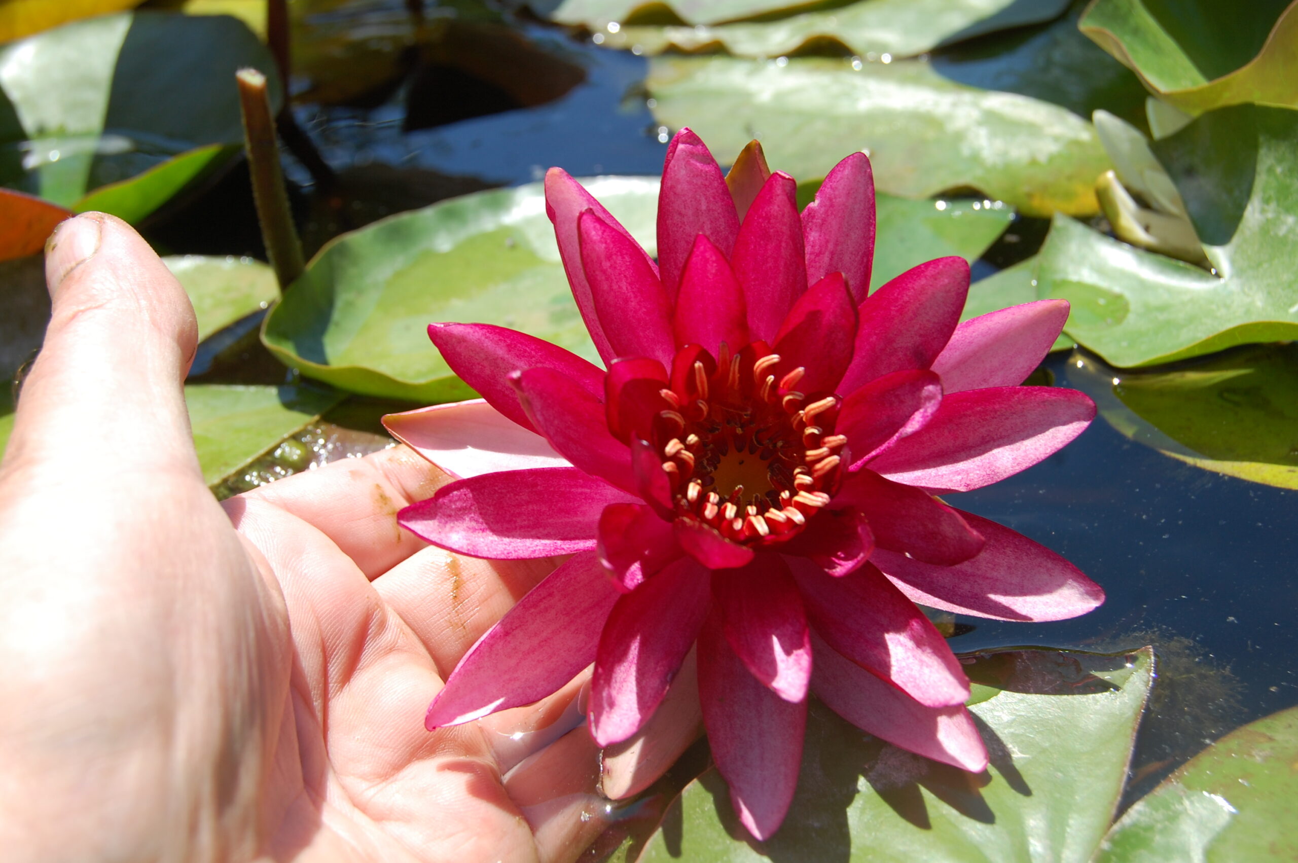 acheter nymphaea Aaiko for sale buy on line (20)