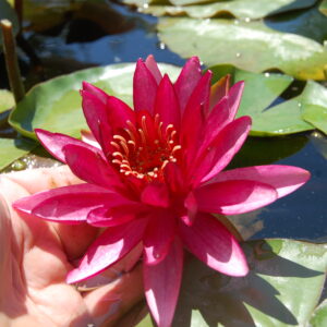 acheter nymphaea Aaiko for sale buy on line (21)