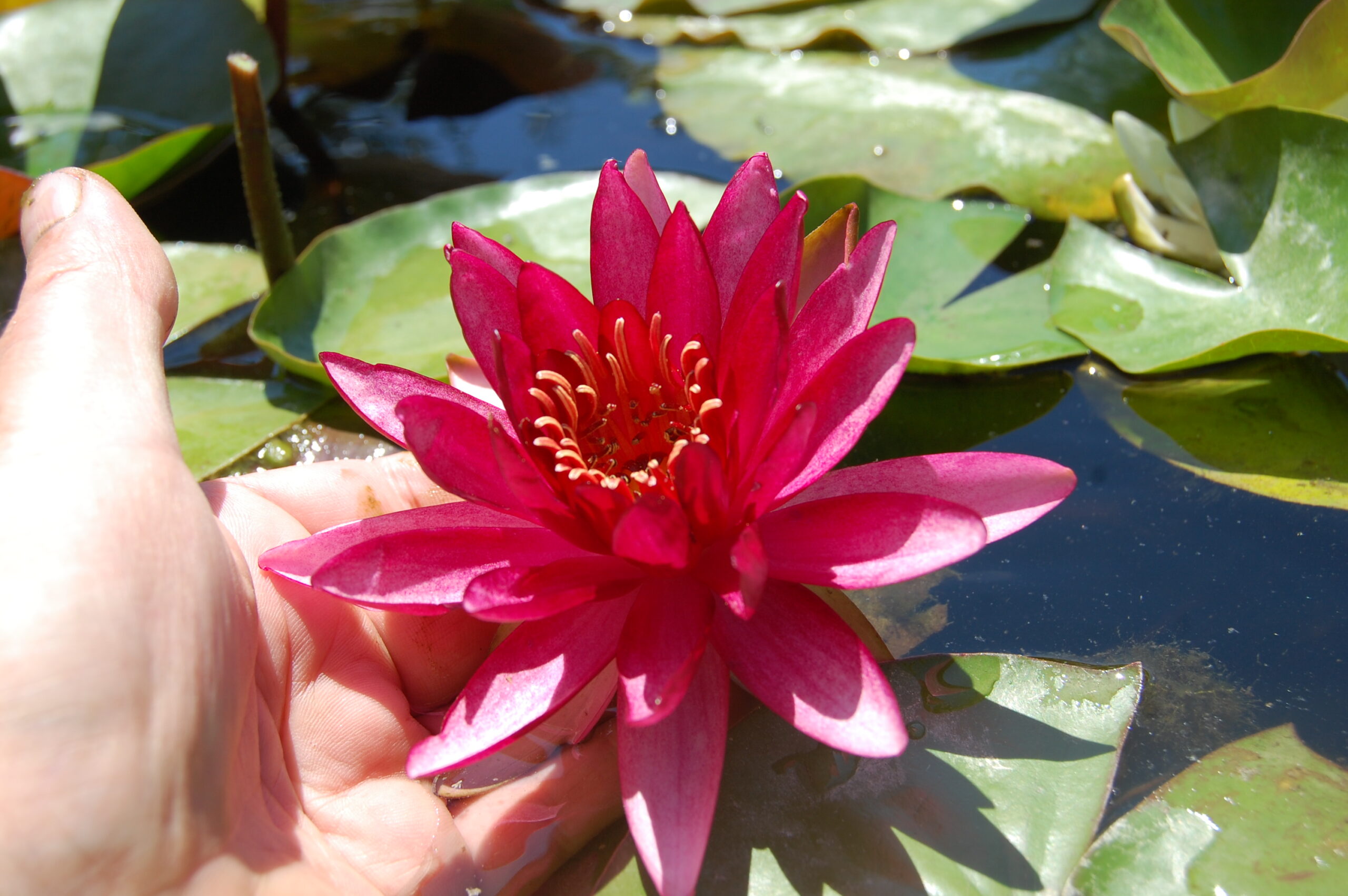 acheter nymphaea Aaiko for sale buy on line (21)