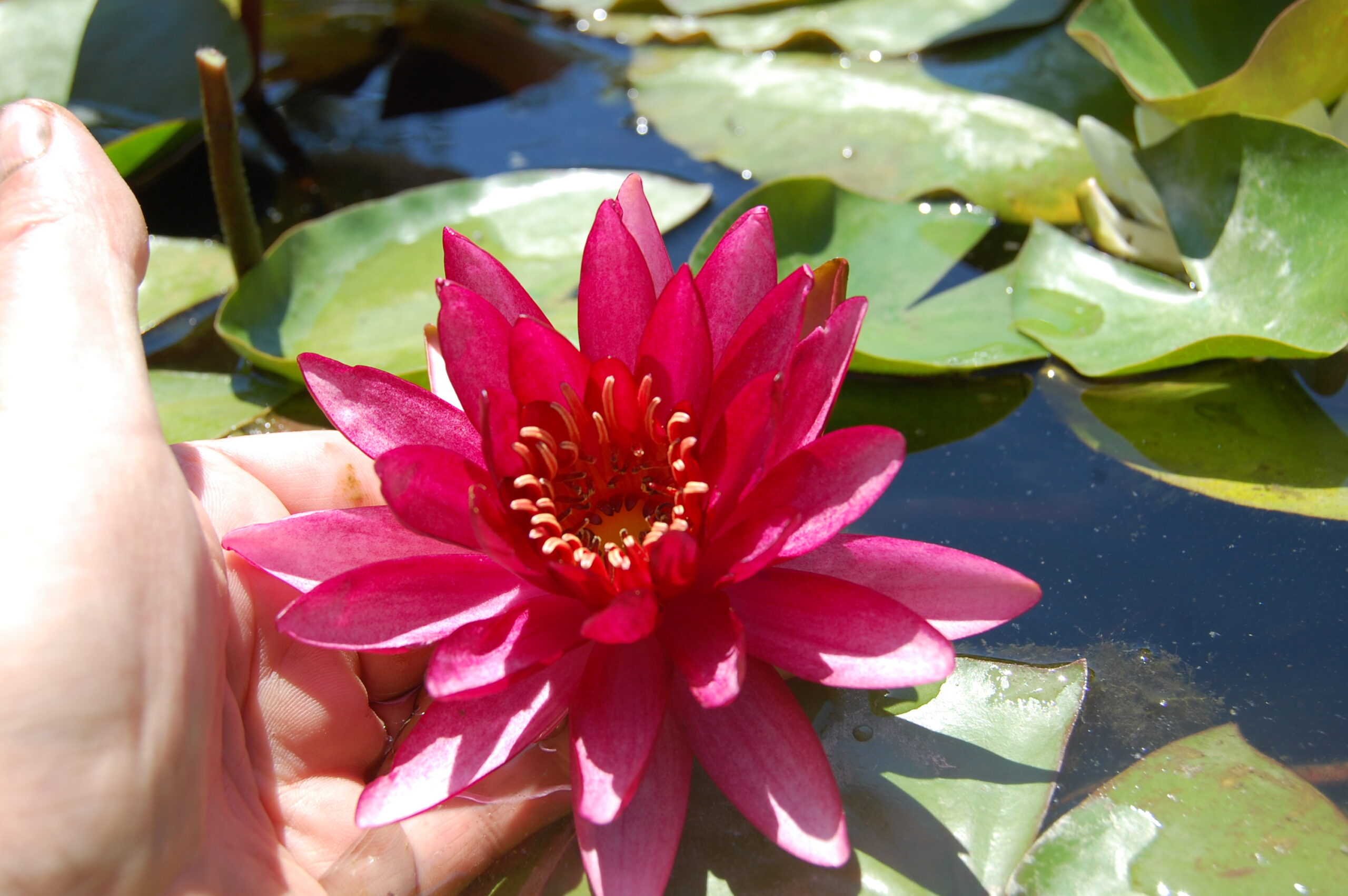 acheter nymphaea Aaiko for sale buy on line (22)