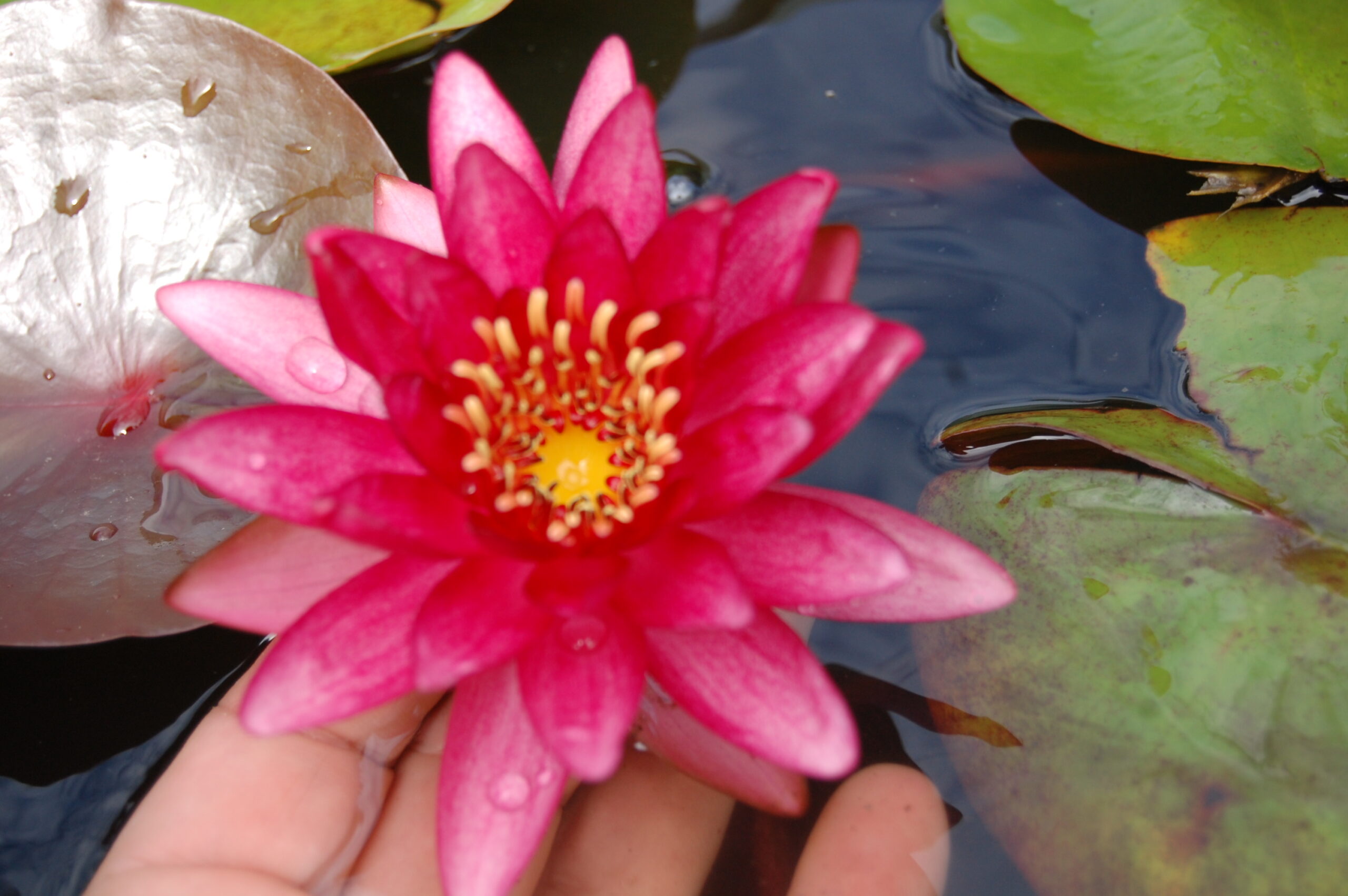 acheter nymphaea Aaiko for sale buy on line (23)