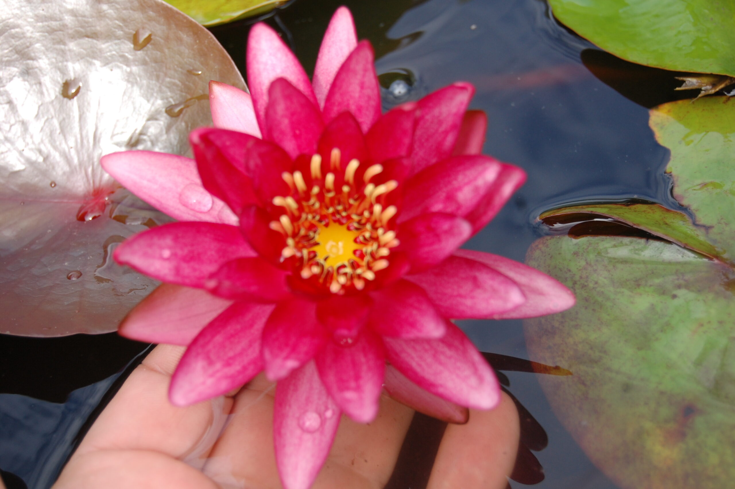acheter nymphaea Aaiko for sale buy on line (24)