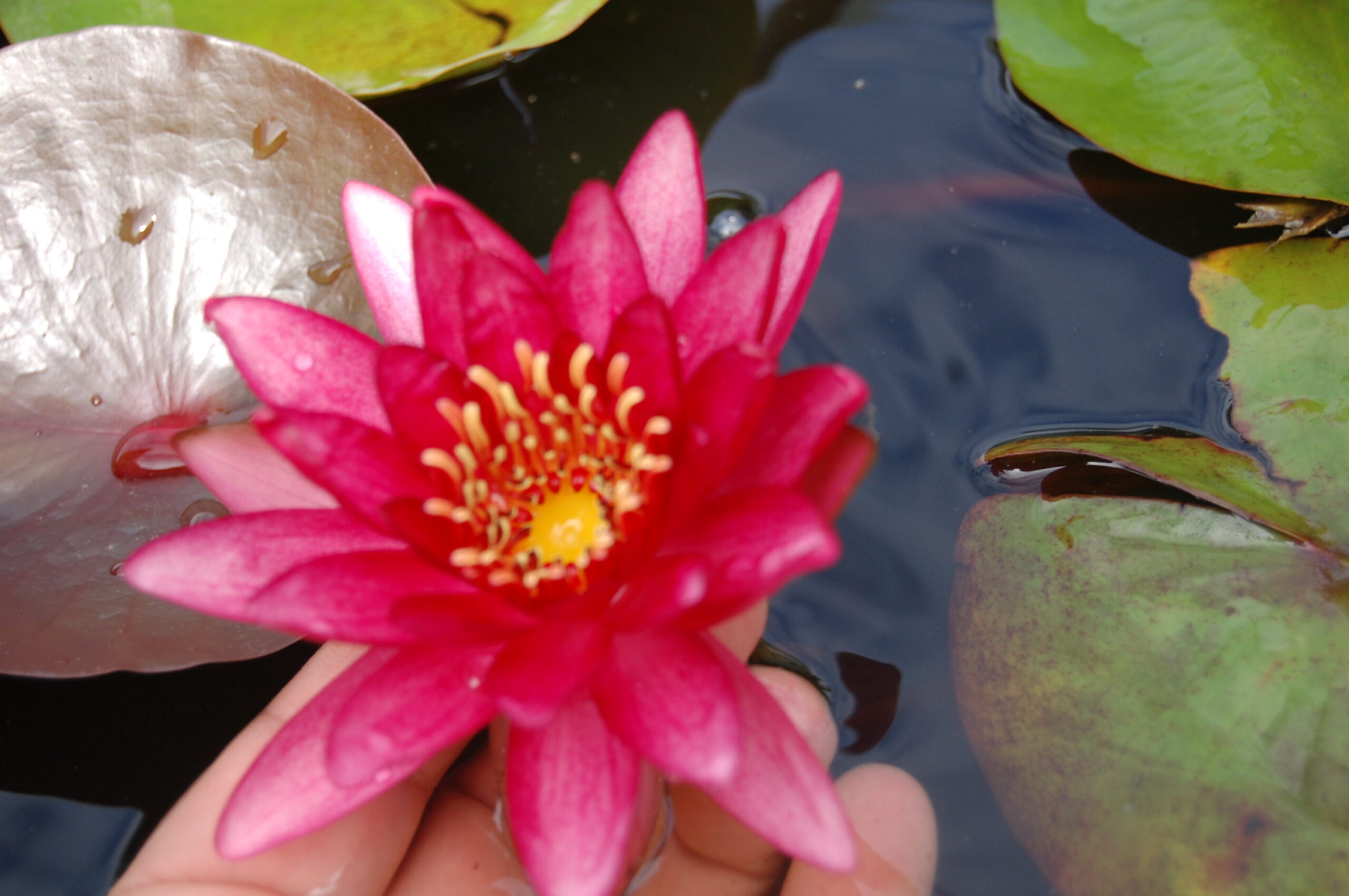 acheter nymphaea Aaiko for sale buy on line (25)