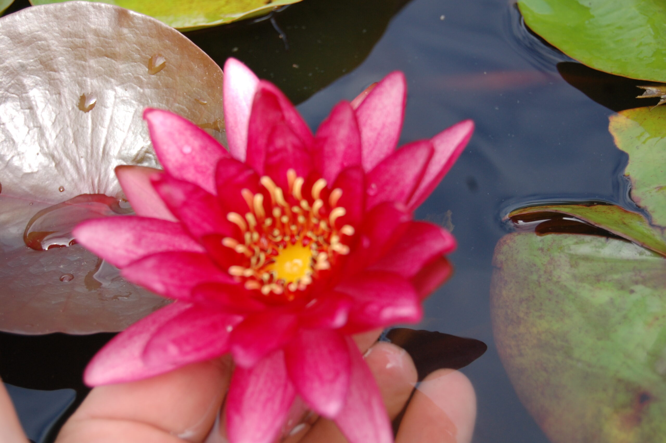 acheter nymphaea Aaiko for sale buy on line (26)