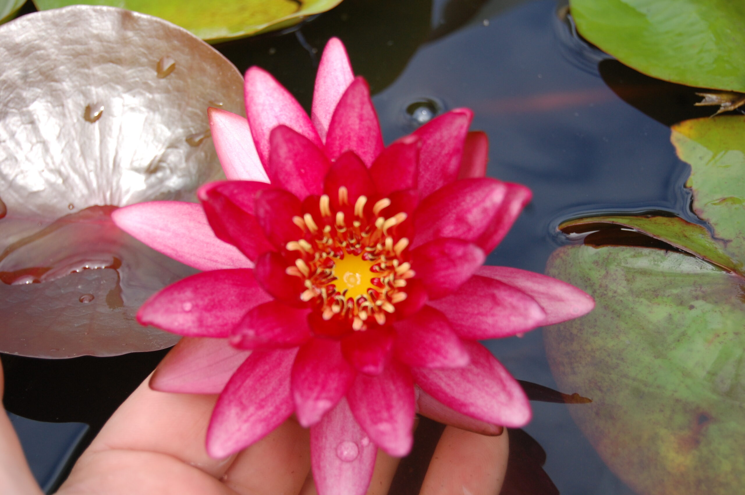 acheter nymphaea Aaiko for sale buy on line (27)
