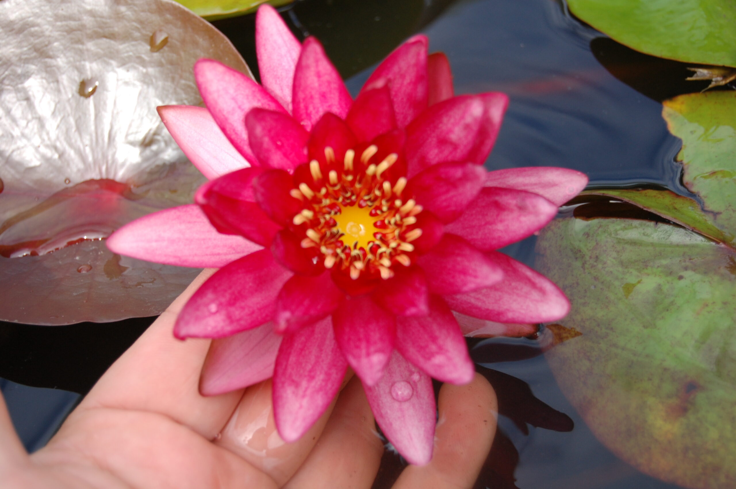 acheter nymphaea Aaiko for sale buy on line (28)