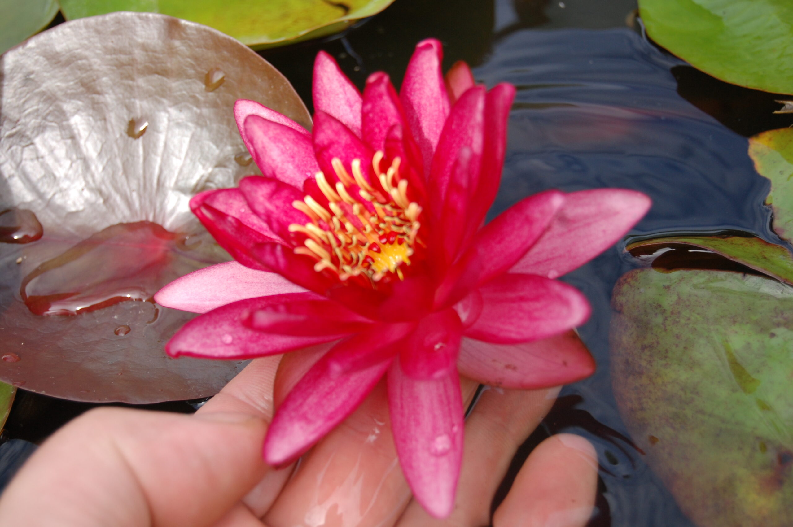 acheter nymphaea Aaiko for sale buy on line (29)