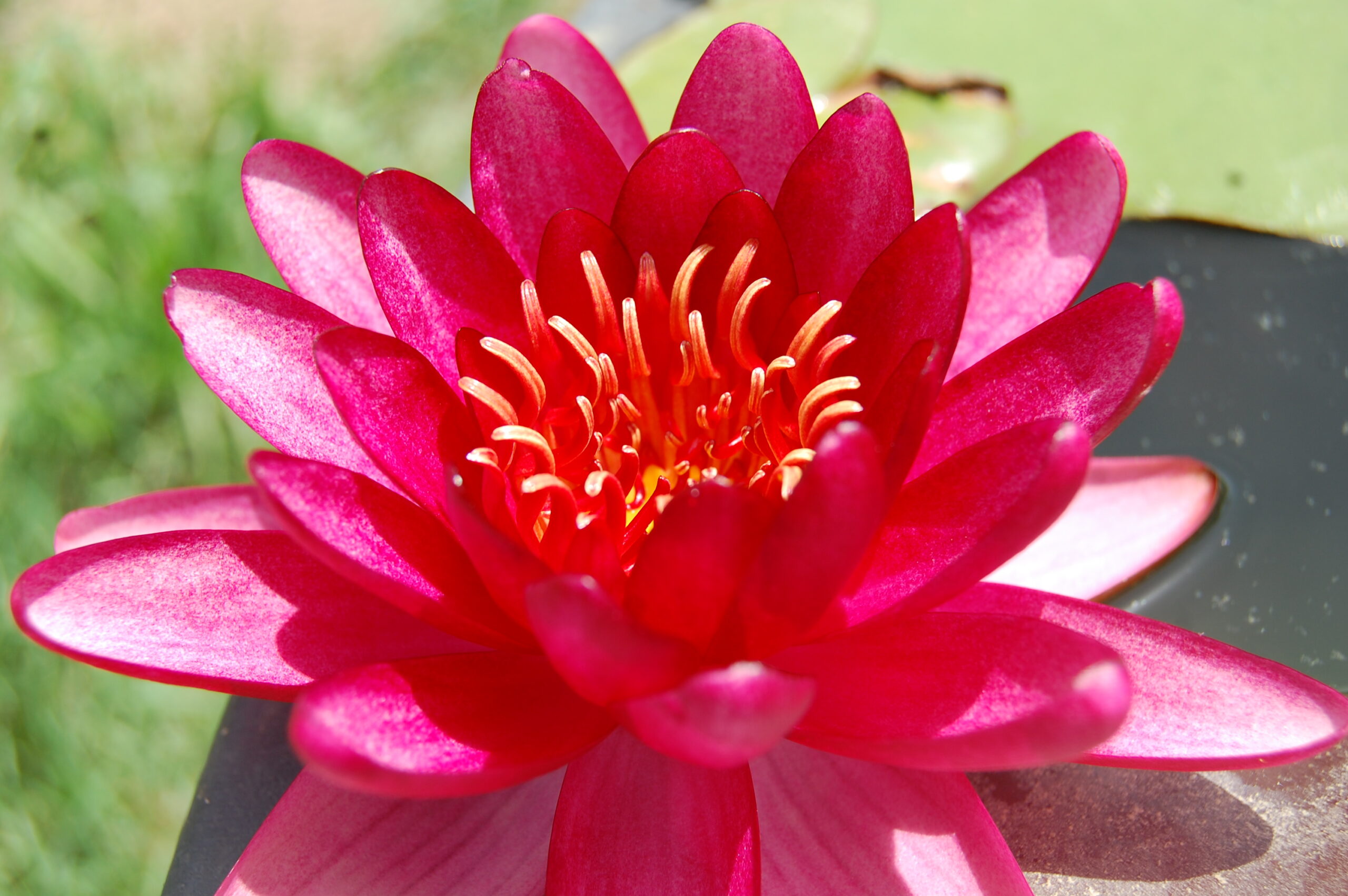 acheter nymphaea Aaiko for sale buy on line (3)