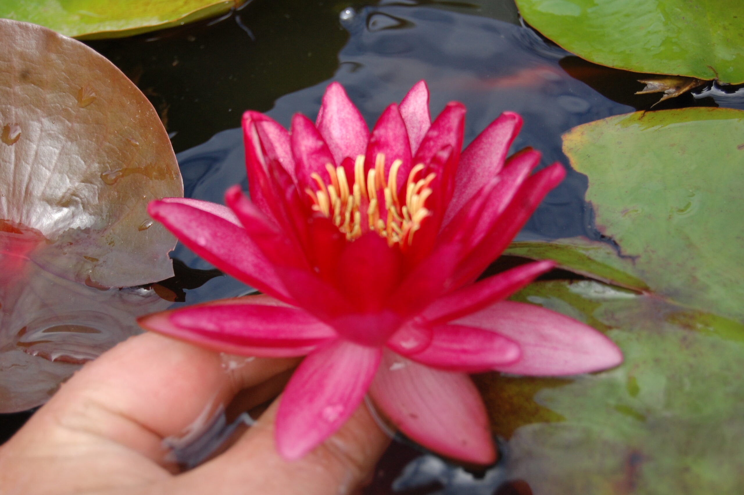 acheter nymphaea Aaiko for sale buy on line (30)