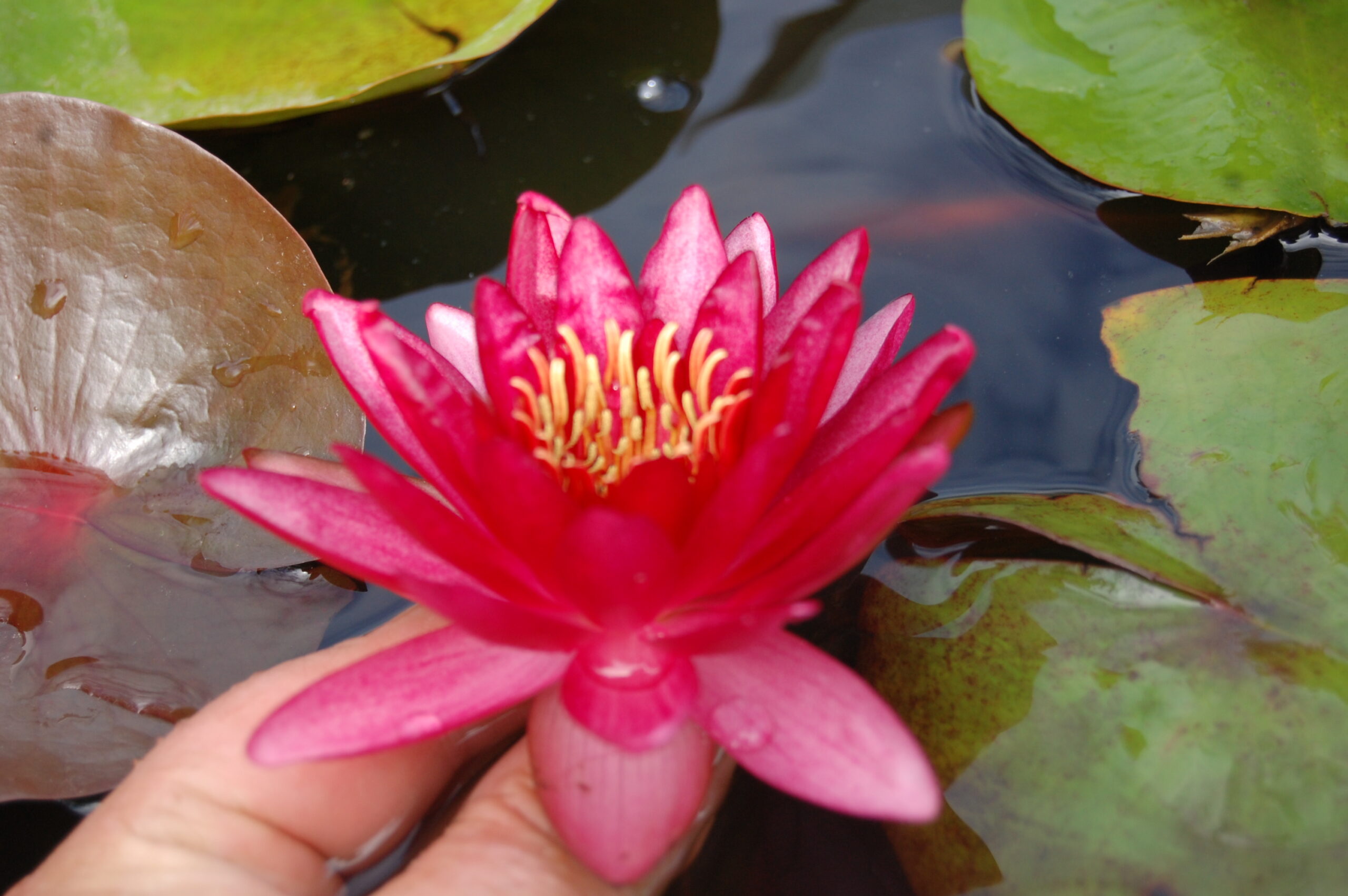 acheter nymphaea Aaiko for sale buy on line (31)