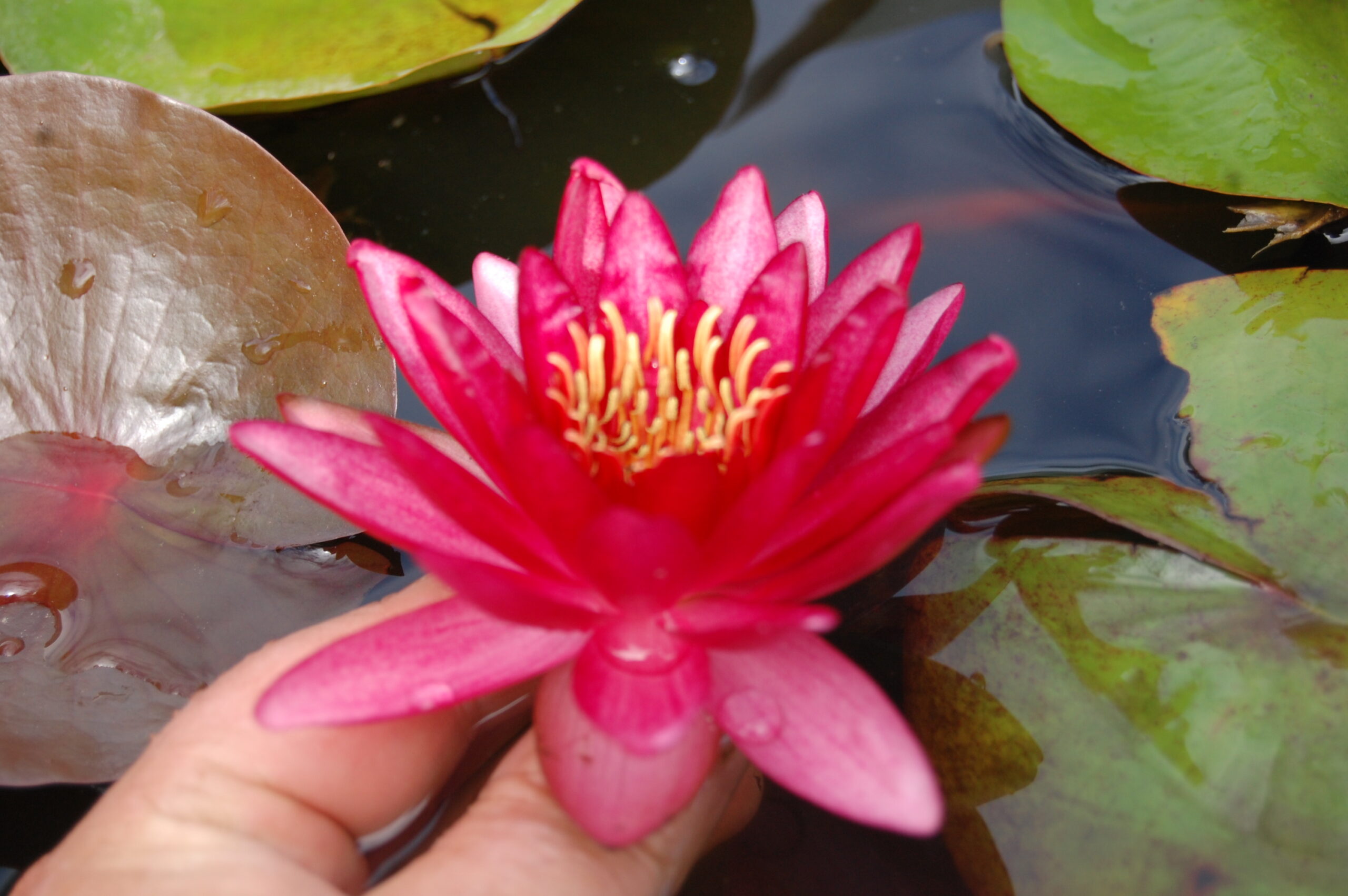 acheter nymphaea Aaiko for sale buy on line (32)