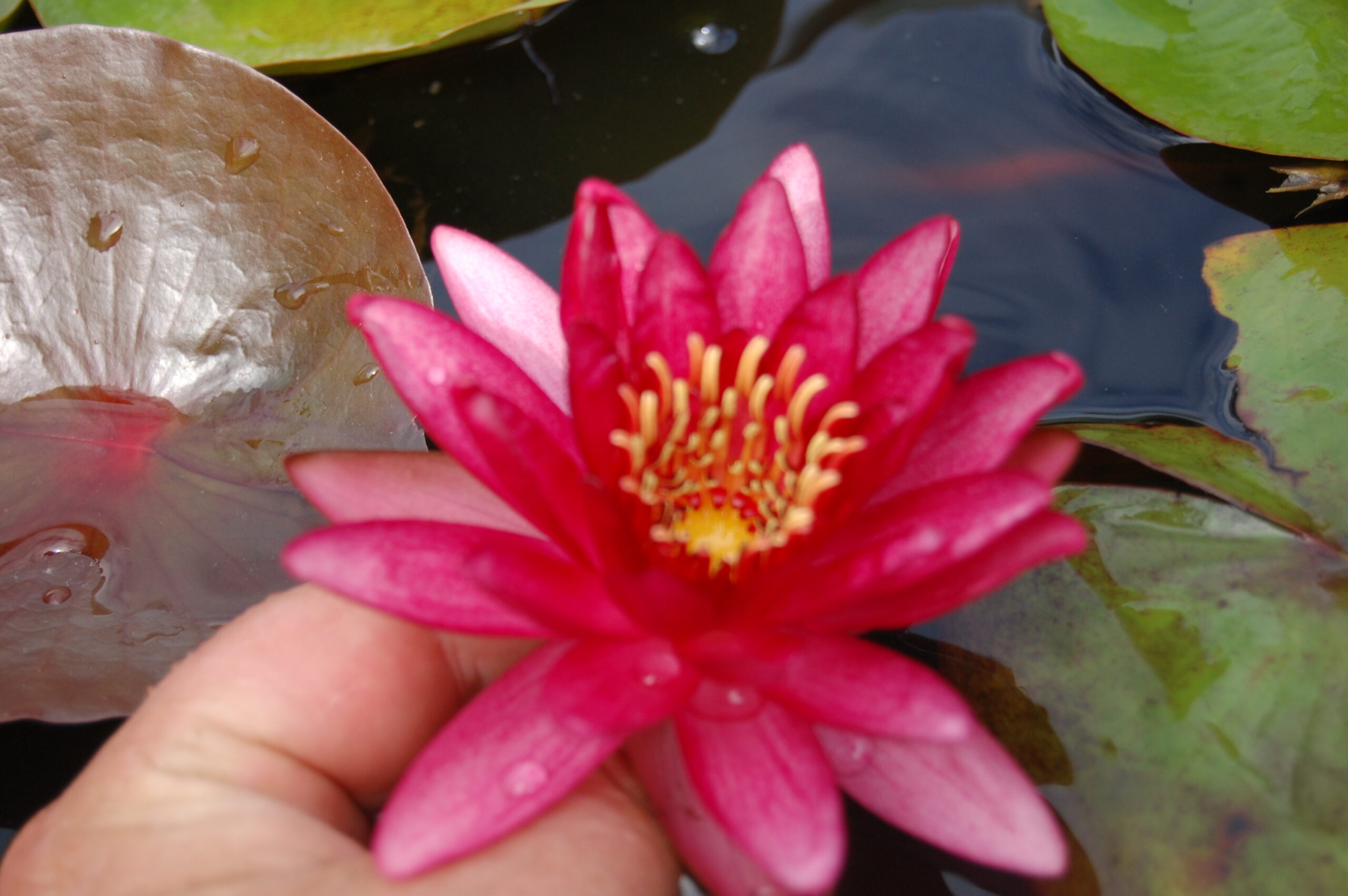 acheter nymphaea Aaiko for sale buy on line (33)