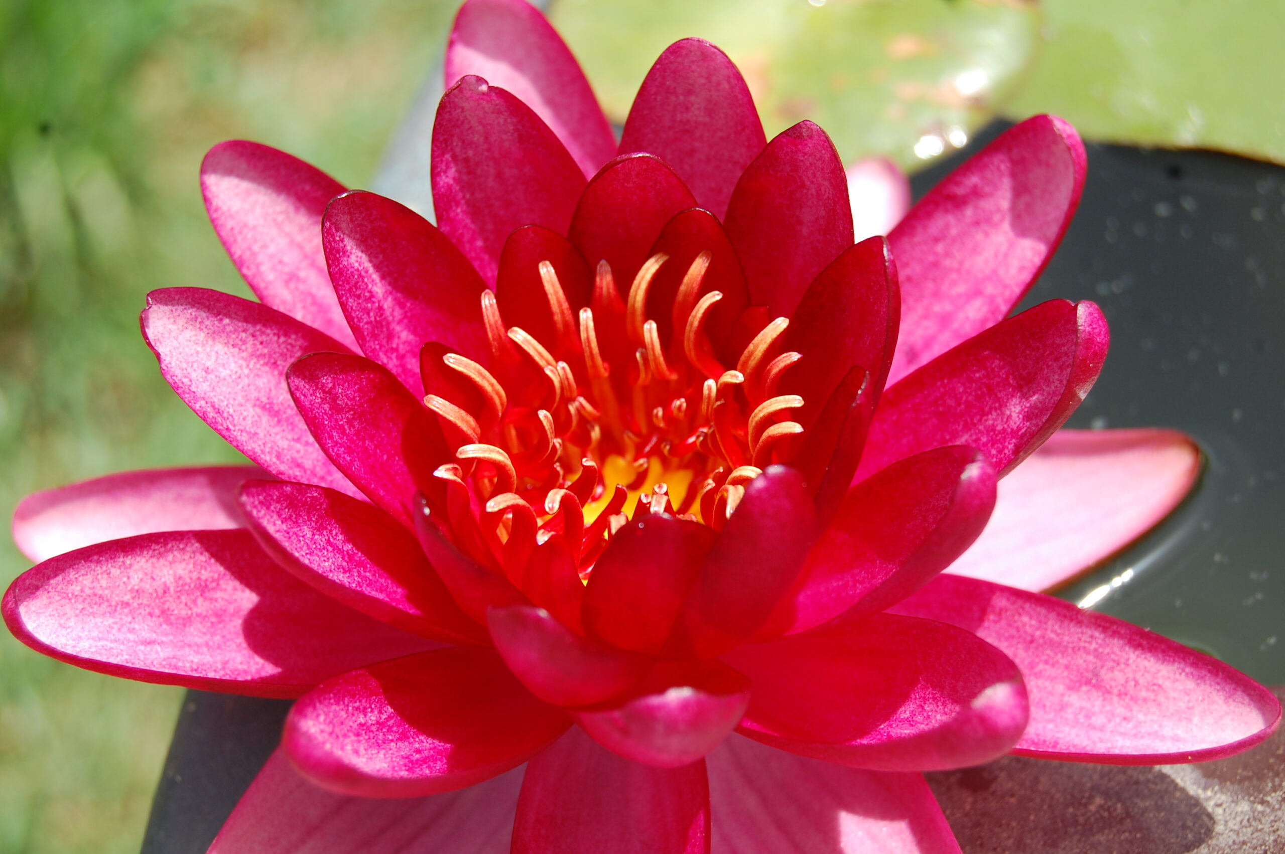 acheter nymphaea Aaiko for sale buy on line (4)
