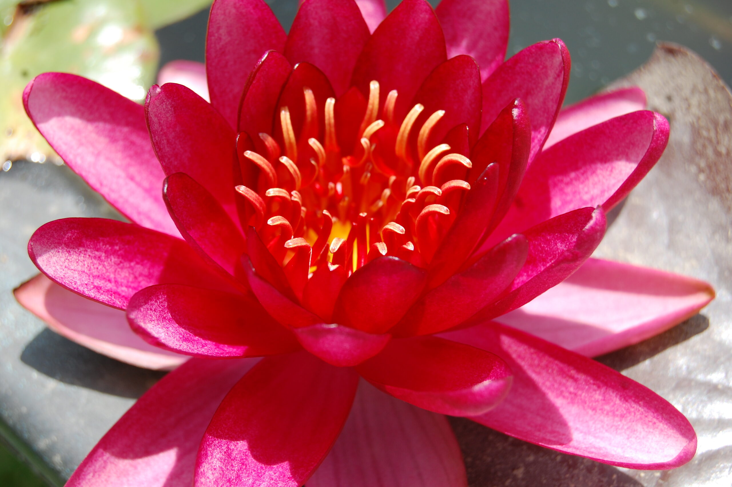 acheter nymphaea Aaiko for sale buy on line (5)