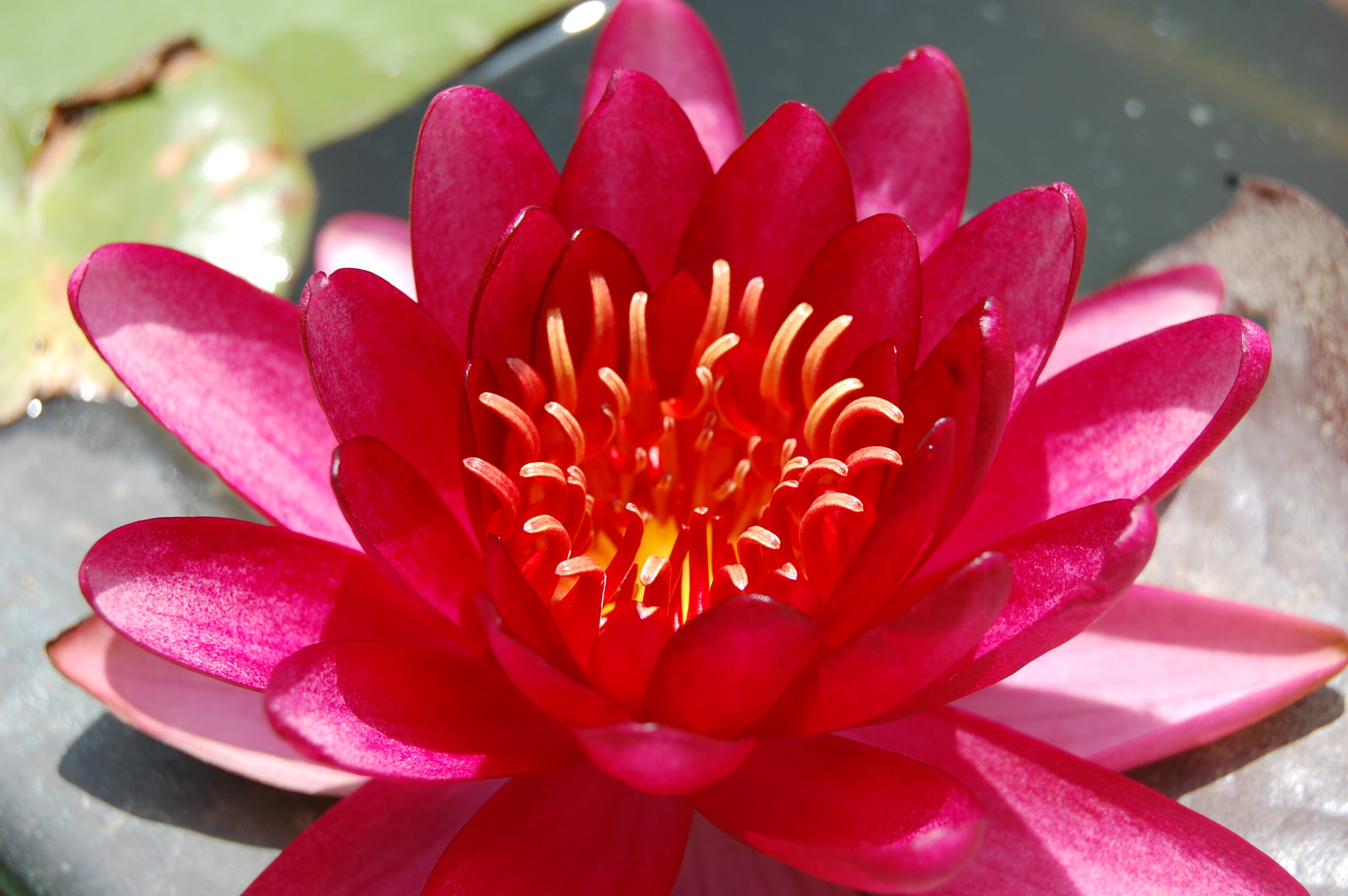 acheter nymphaea Aaiko for sale buy on line (6)