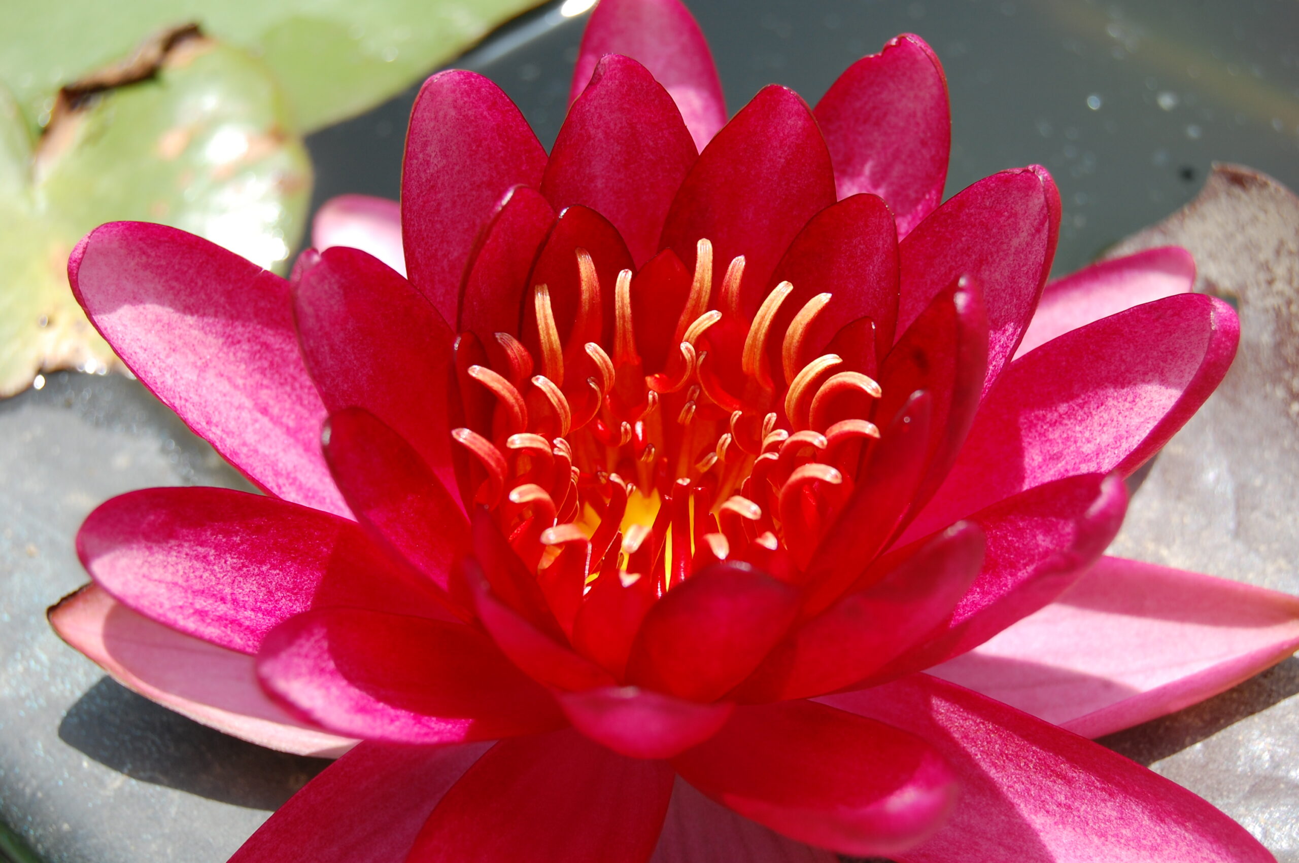 acheter nymphaea Aaiko for sale buy on line (7)