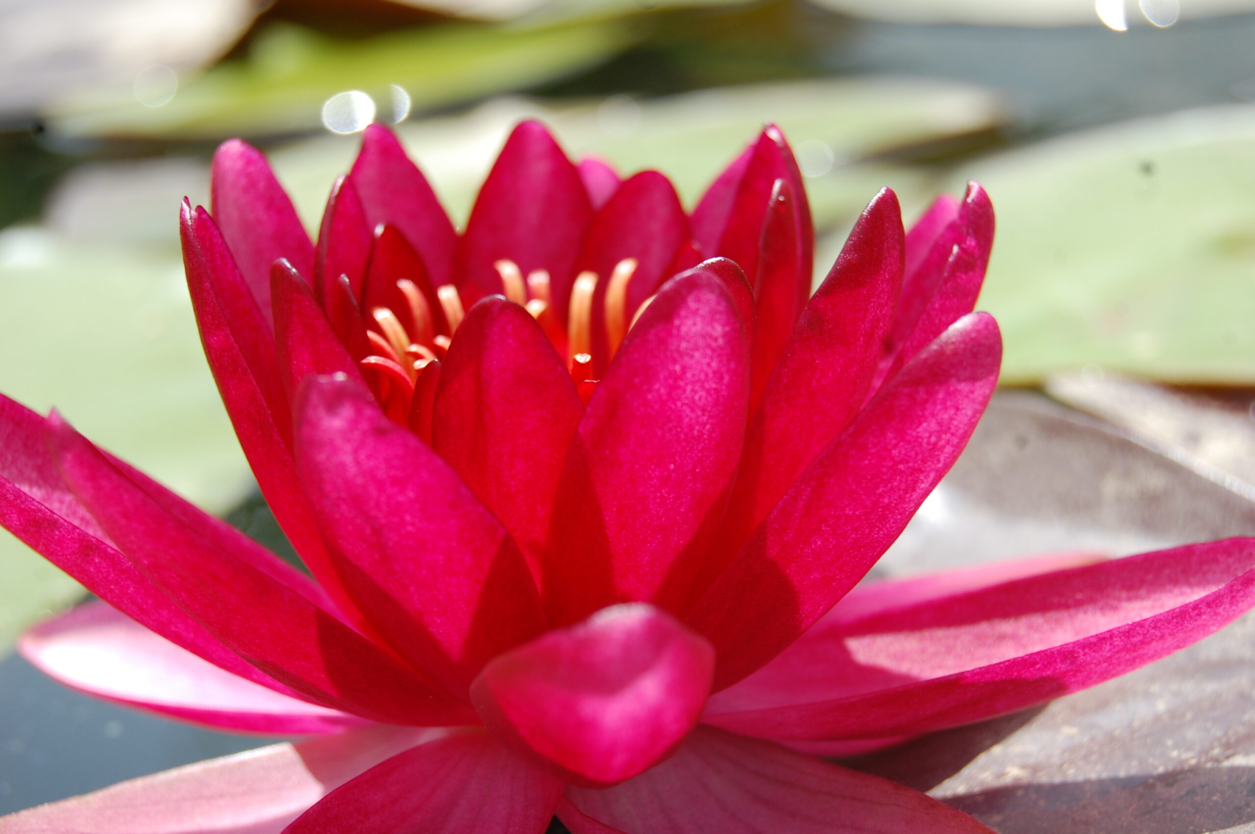 acheter nymphaea Aaiko for sale buy on line (8)