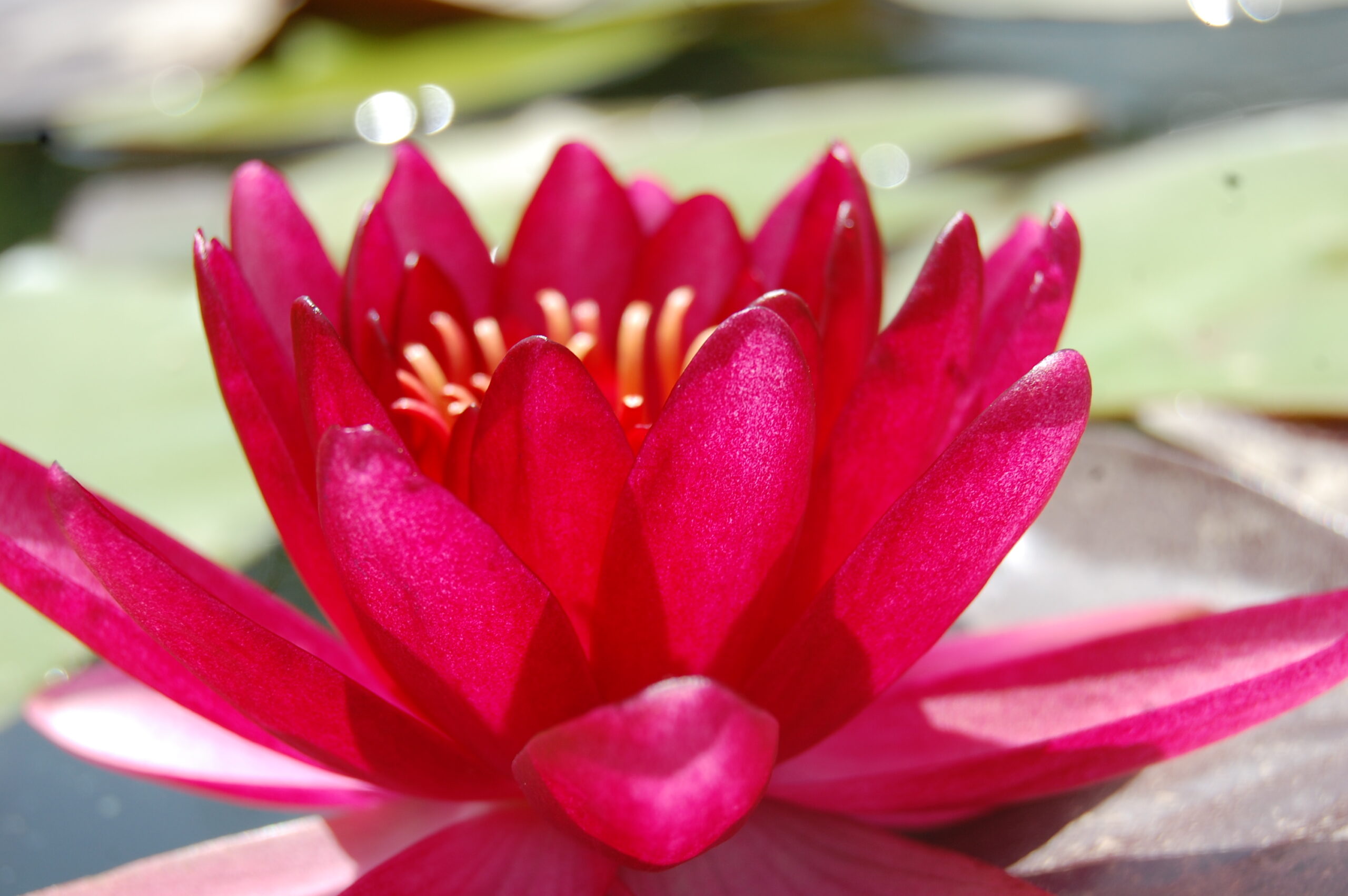 acheter nymphaea Aaiko for sale buy on line (9)